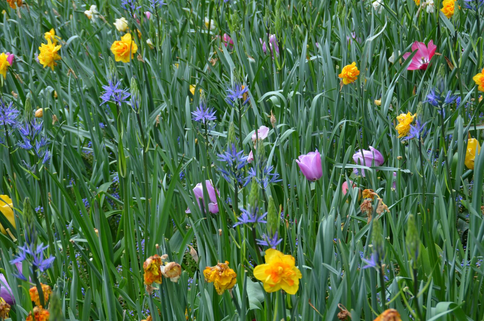 Nikon D5100 sample photo. Spring, flower meadow, keukenhof photography