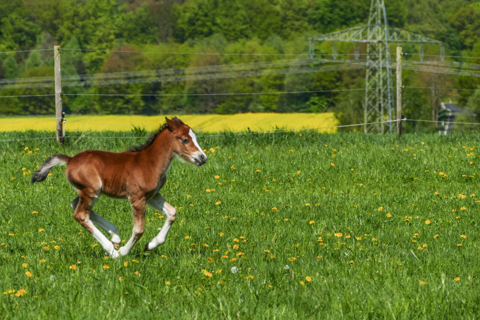 Panasonic Lumix DMC-FZ1000 sample photo. Stallion foal galloping, pony photography