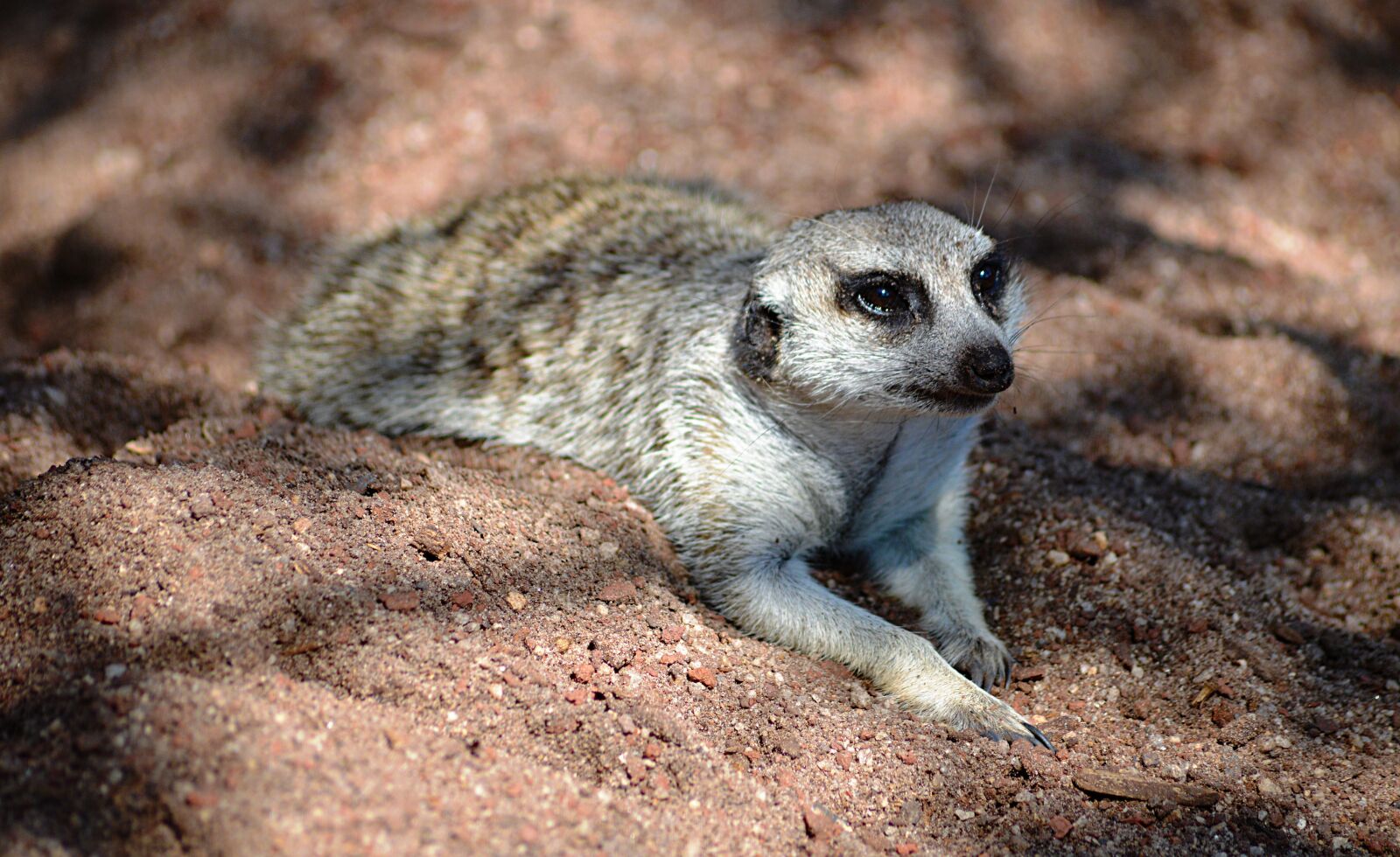 Nikon D3200 sample photo. Meerkat, animal, zoo photography