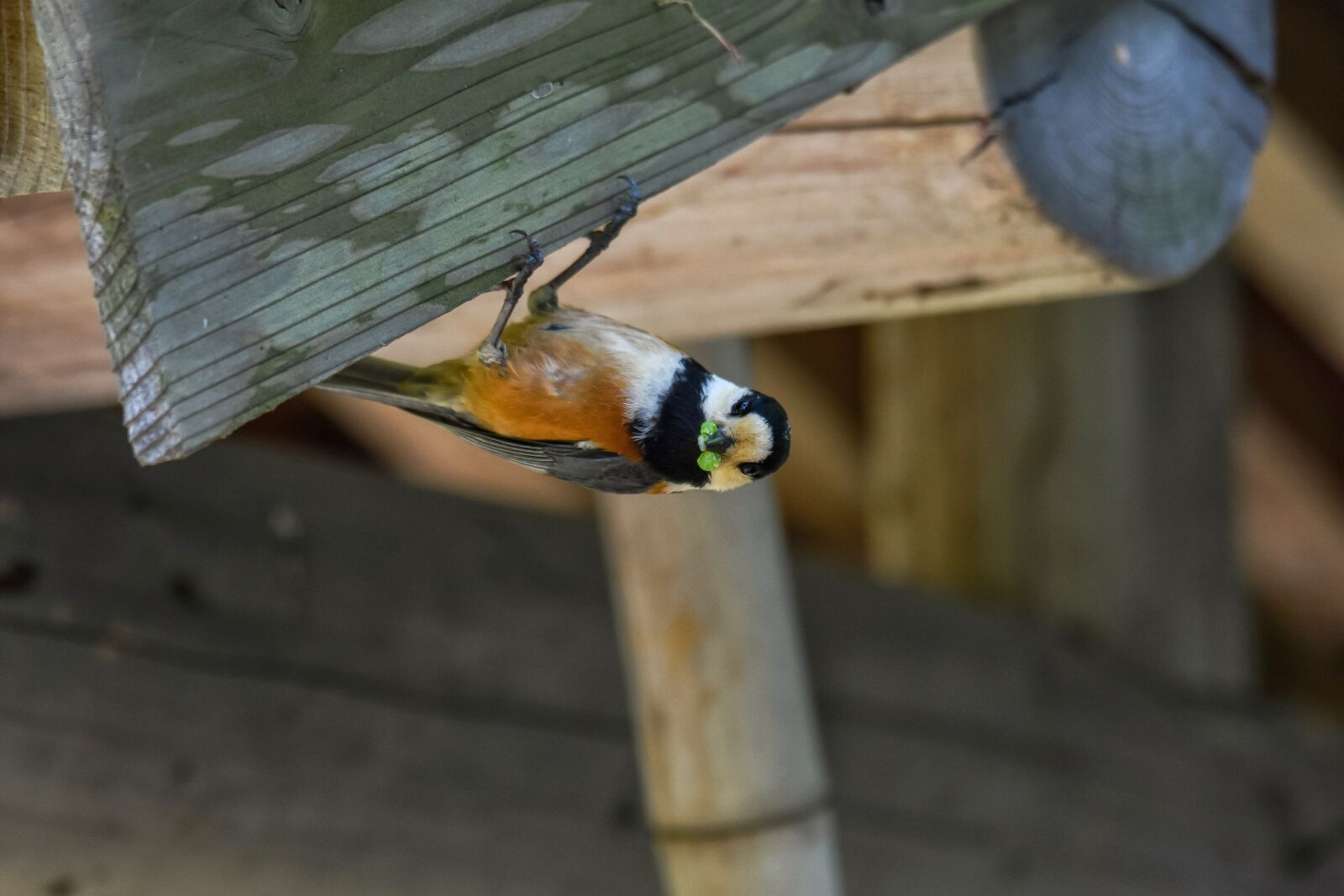 Nikon D7200 sample photo. Animal, building, bird photography