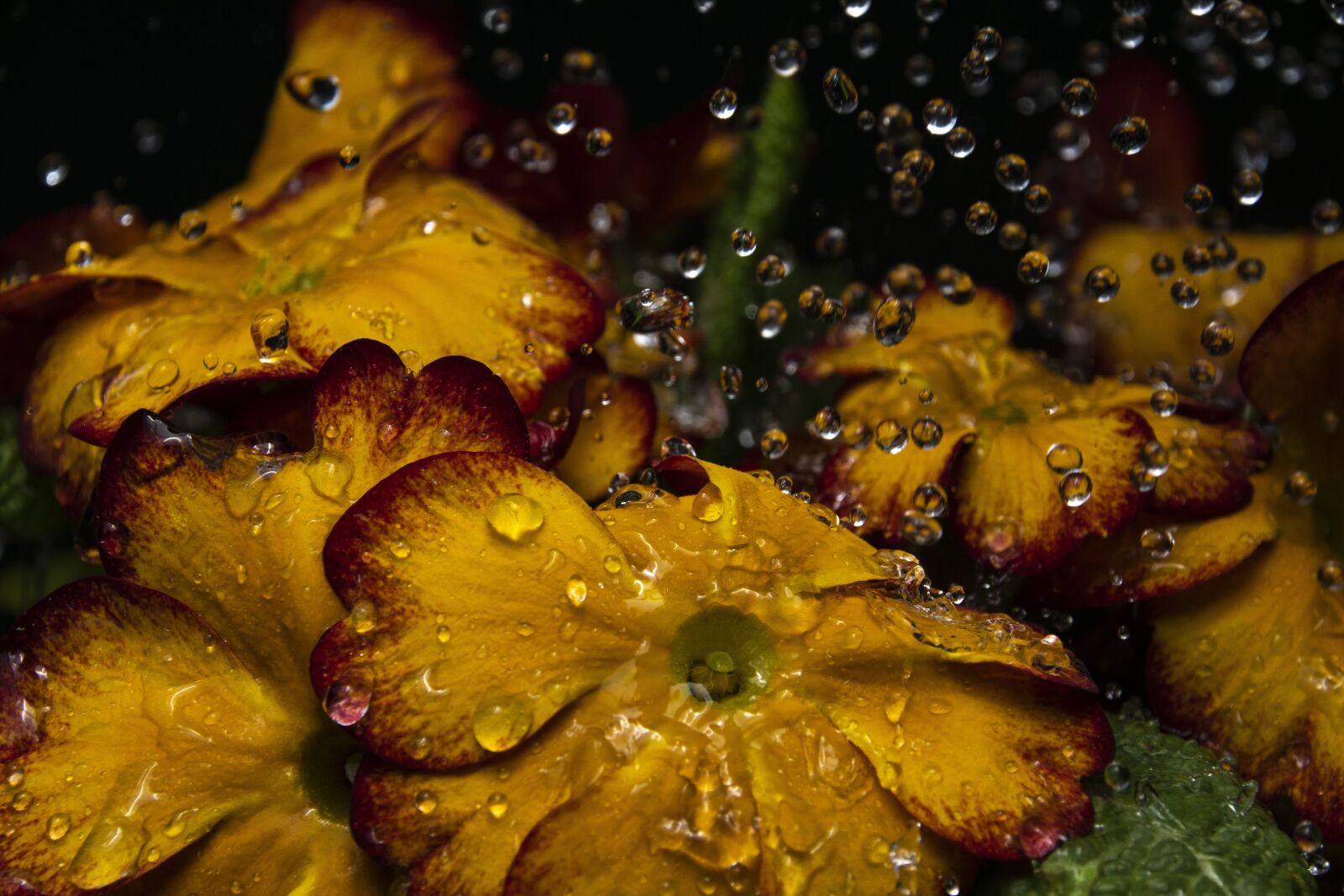 Sony ILCA-77M2 + Sony DT 18-200mm F3.5-6.3 sample photo. Flowers, water, drops photography