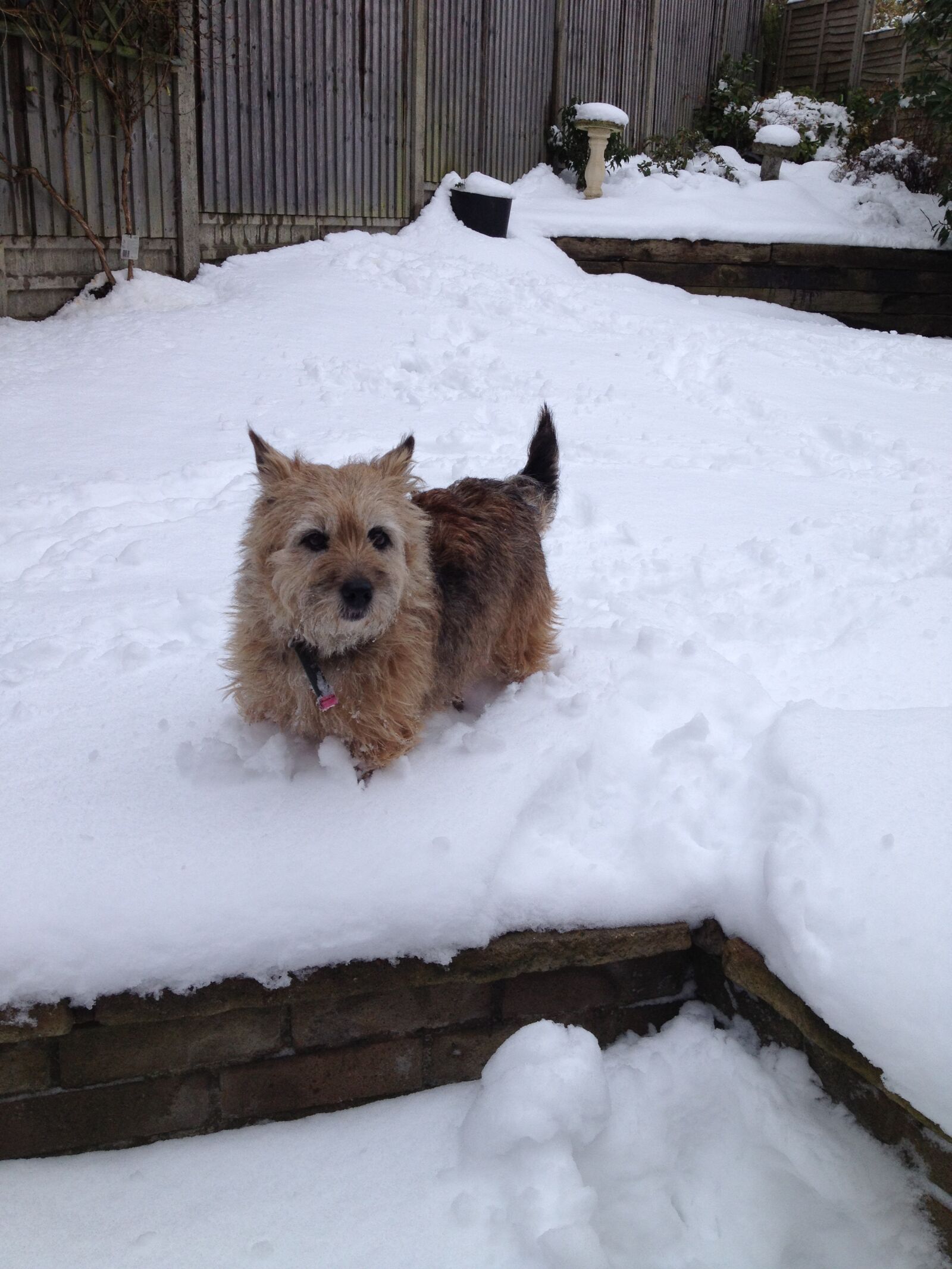 Apple iPhone 4S sample photo. Terrier, dog, pet photography