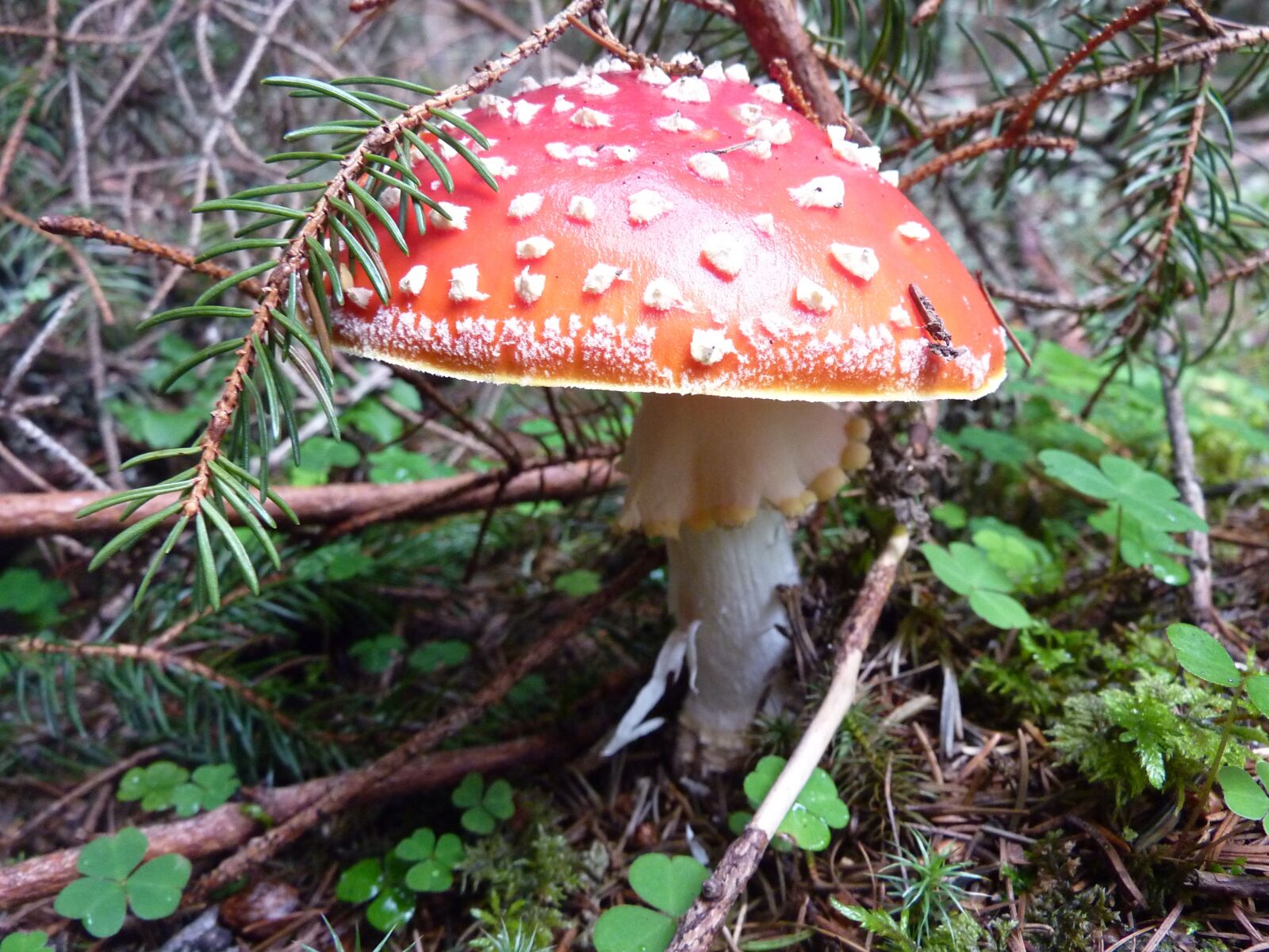 Panasonic DMC-TZ7 sample photo. Mushroom, luck, red fly photography