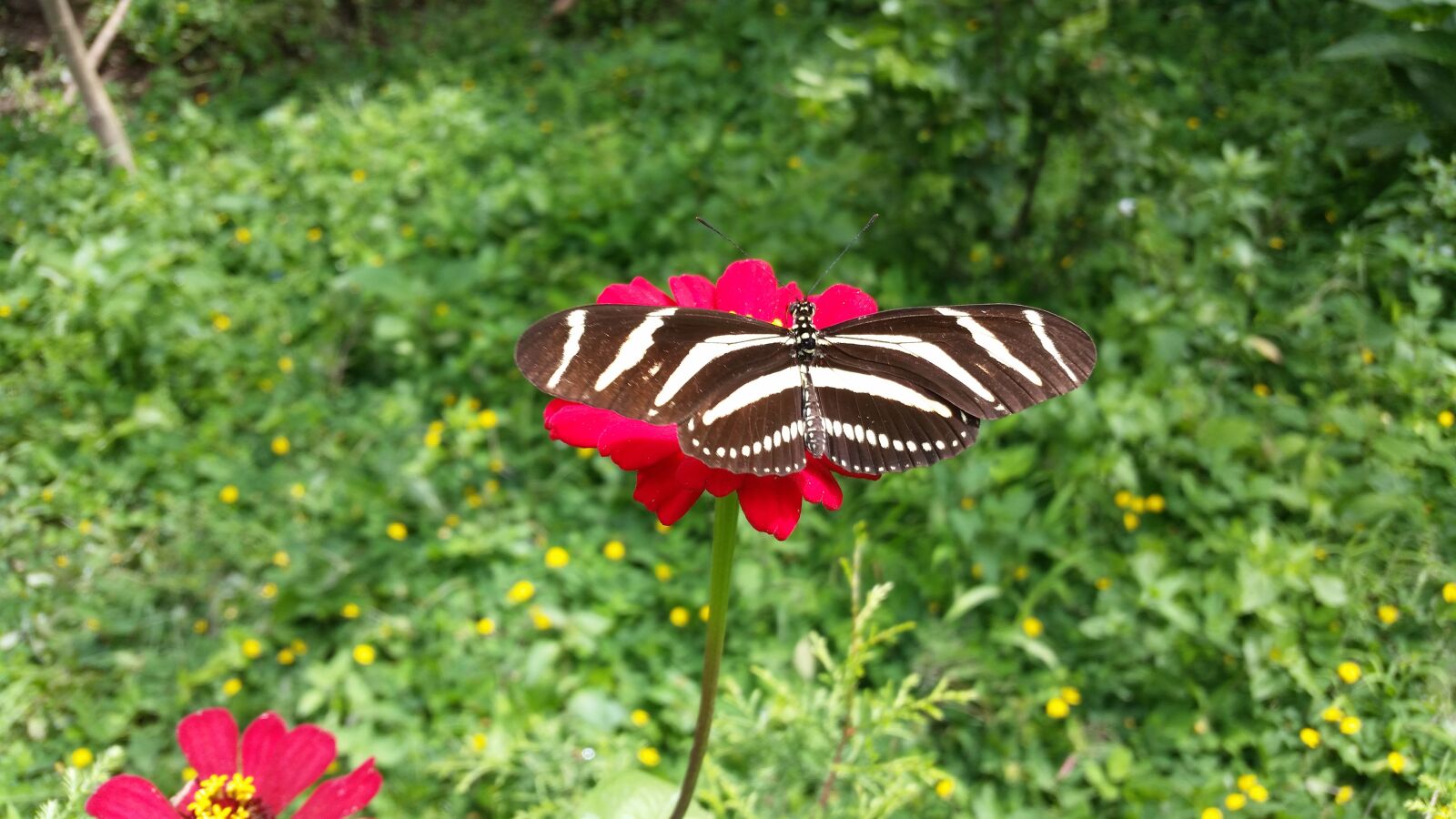 Samsung Galaxy S5 sample photo. Butterfly, flower, insects photography