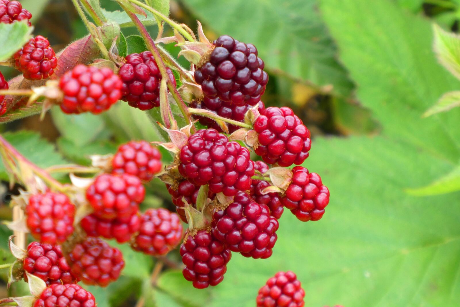 Panasonic Lumix DC-ZS70 (Lumix DC-TZ90) sample photo. Blackberries, mature, fruits photography