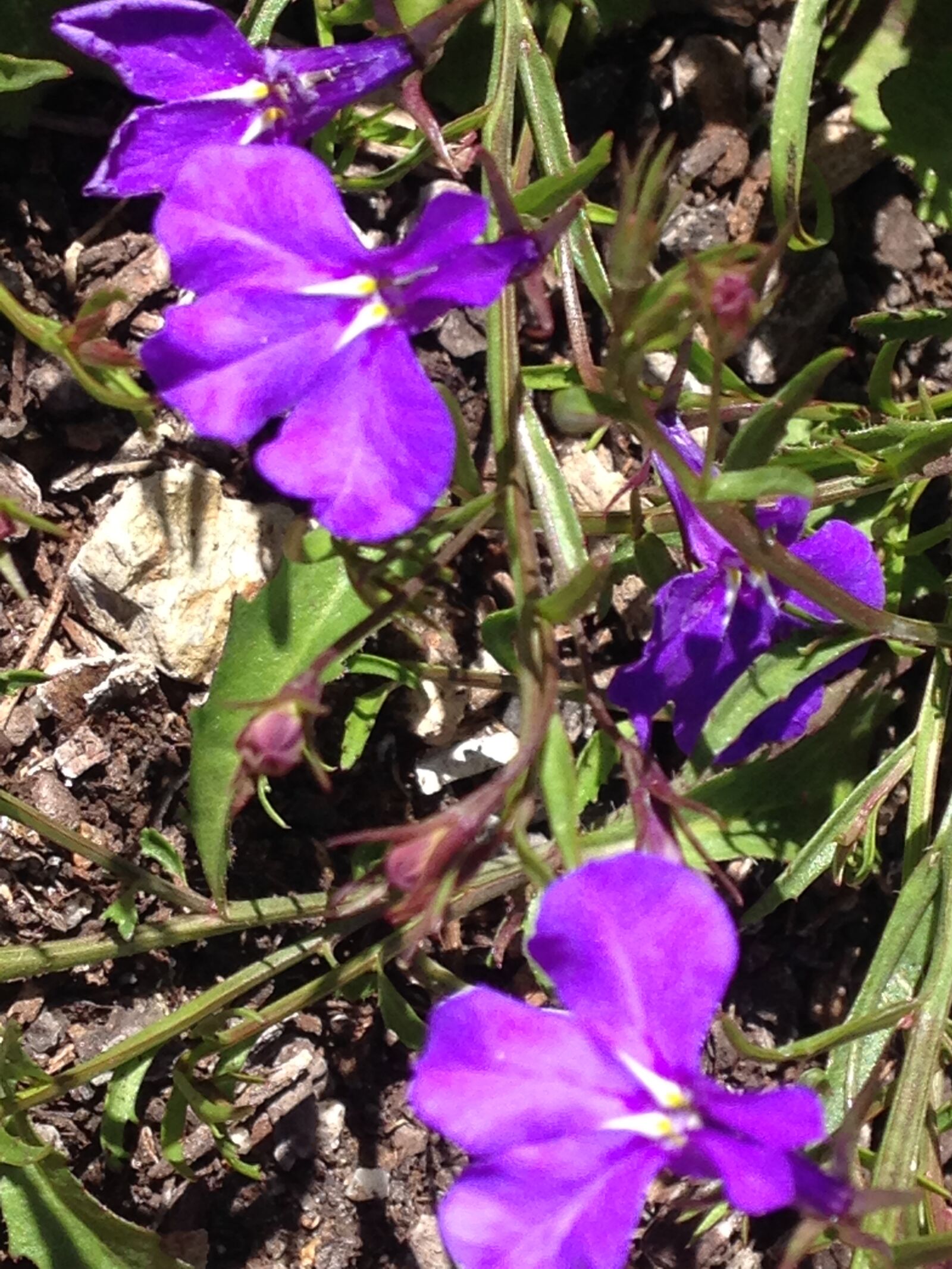 iPhone 5c back camera 4.12mm f/2.4 sample photo. Flower, flowers, purple, flowers photography