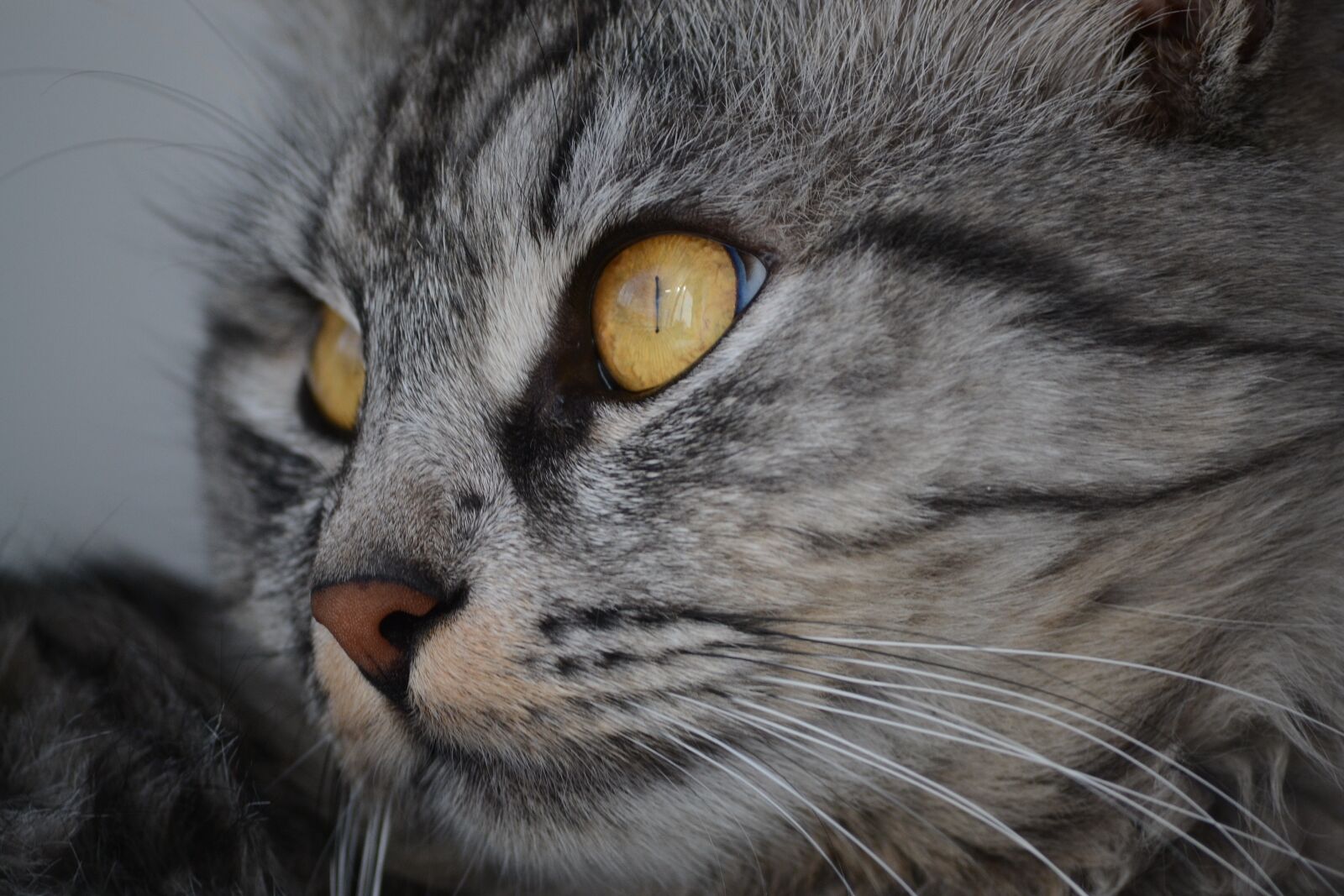 Nikon D3100 sample photo. Cat, pet, animal photography