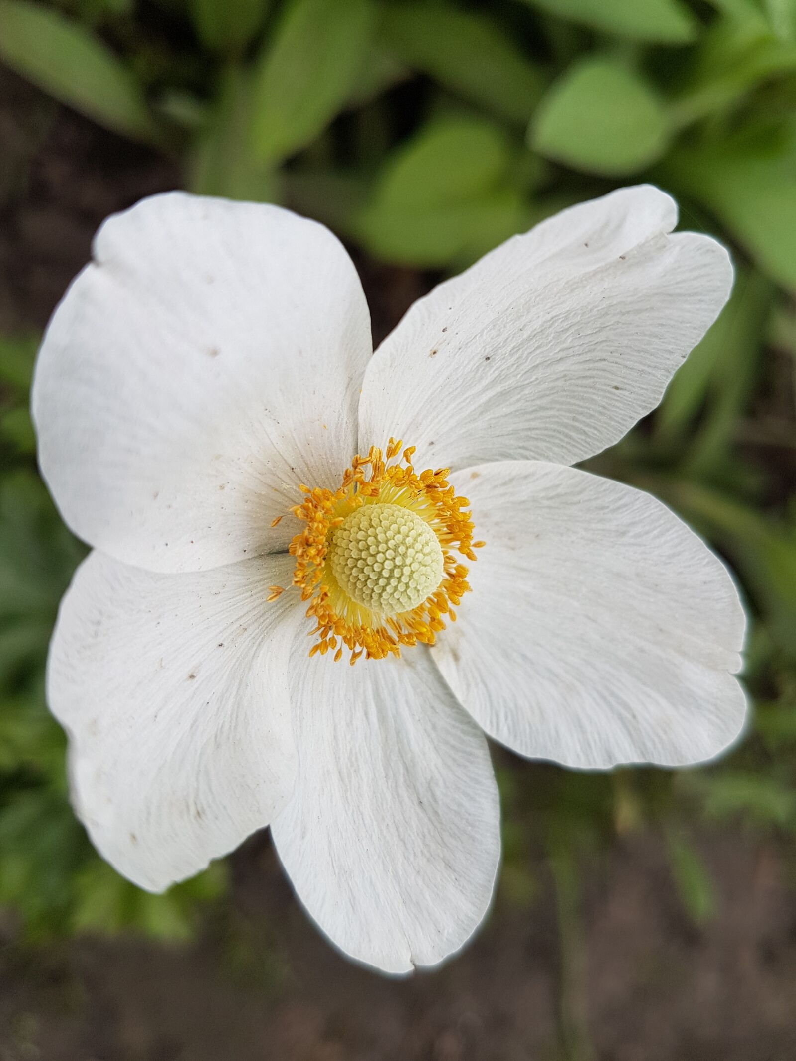 Samsung Galaxy S7 sample photo. Flowers, spring, white photography