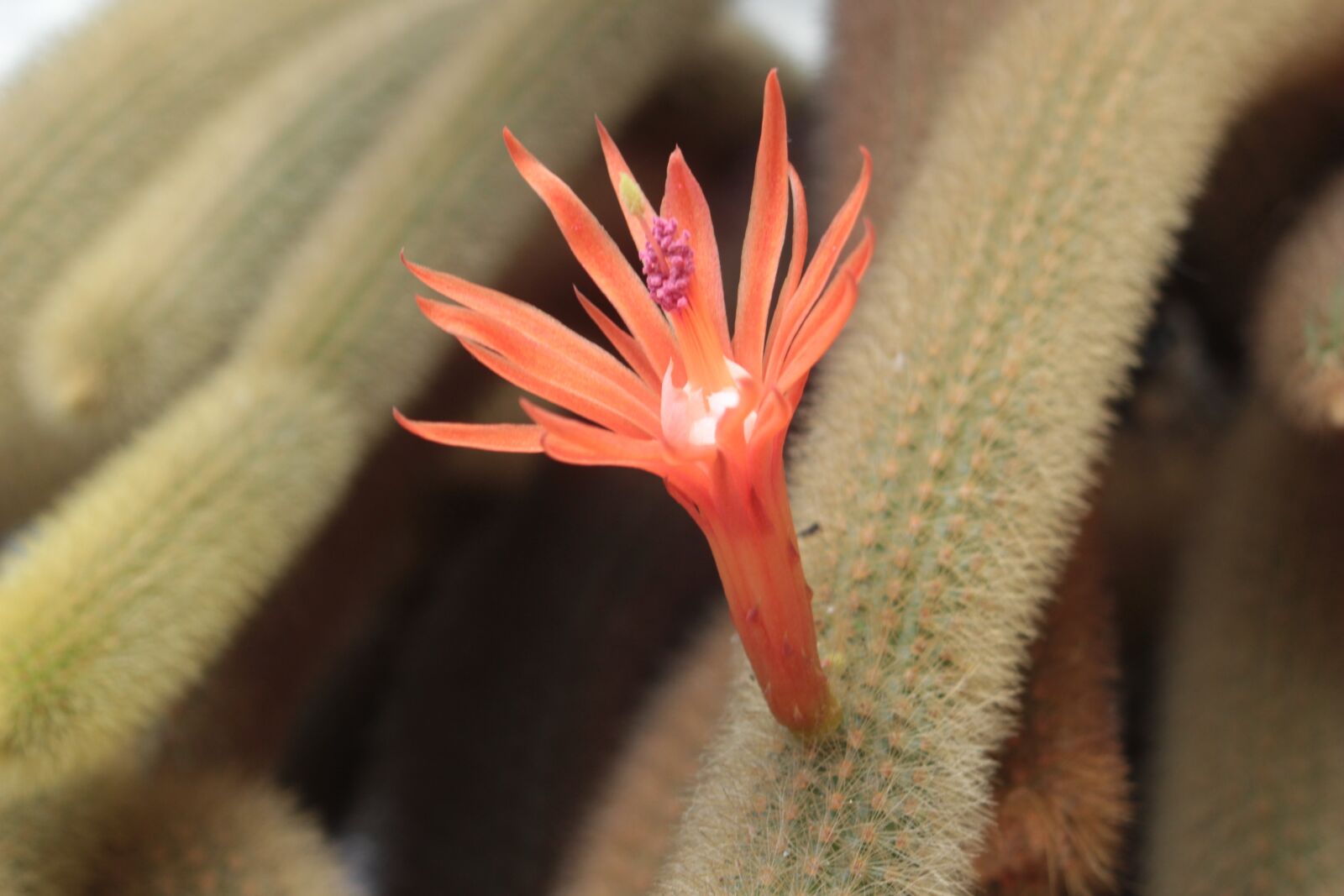 Canon EF 35-80mm F4.0-5.6 III sample photo. Cactus, flower, orange photography