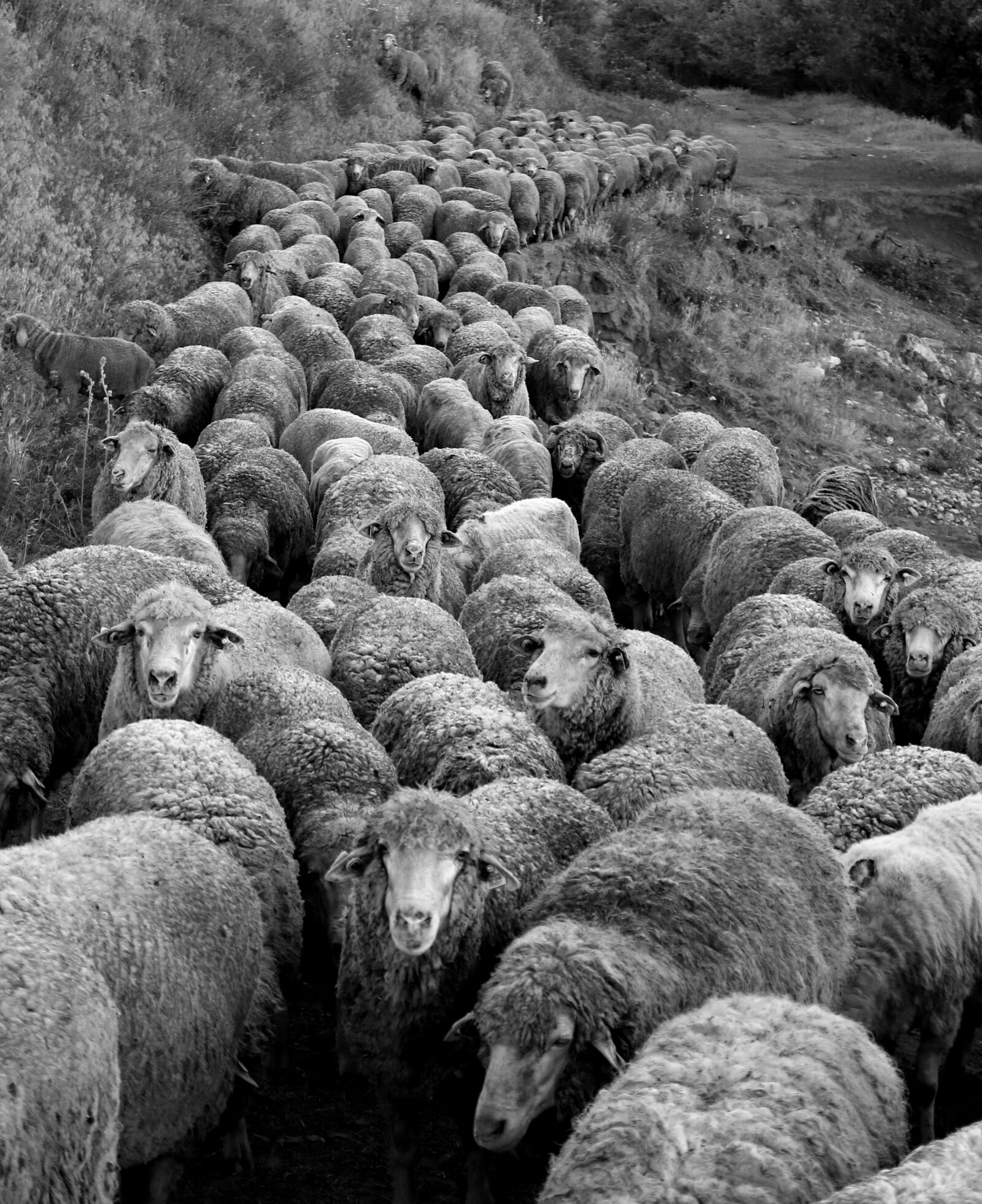 Canon EOS 7D Mark II sample photo. Sheep, the flock, animals photography