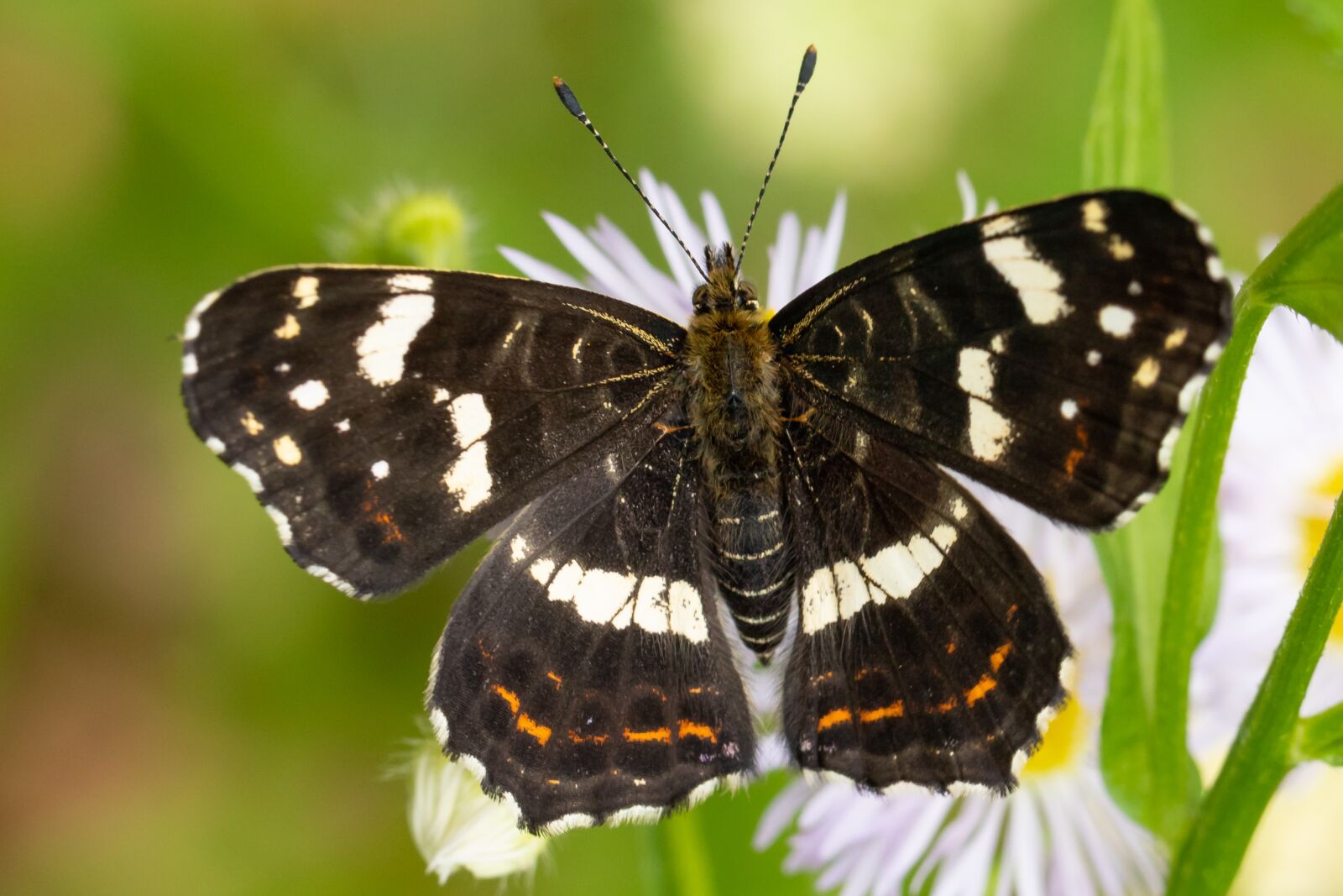 Canon EOS 7D Mark II sample photo. Butterfly, summer, blossom photography