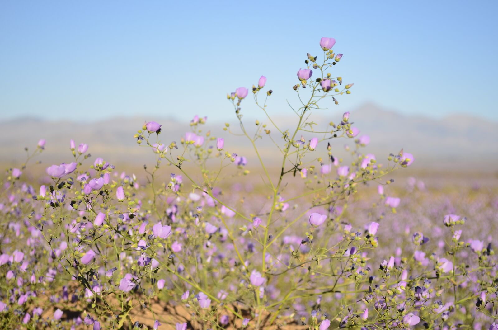 Nikon D5100 sample photo. Flowers, desert, lilac flower photography