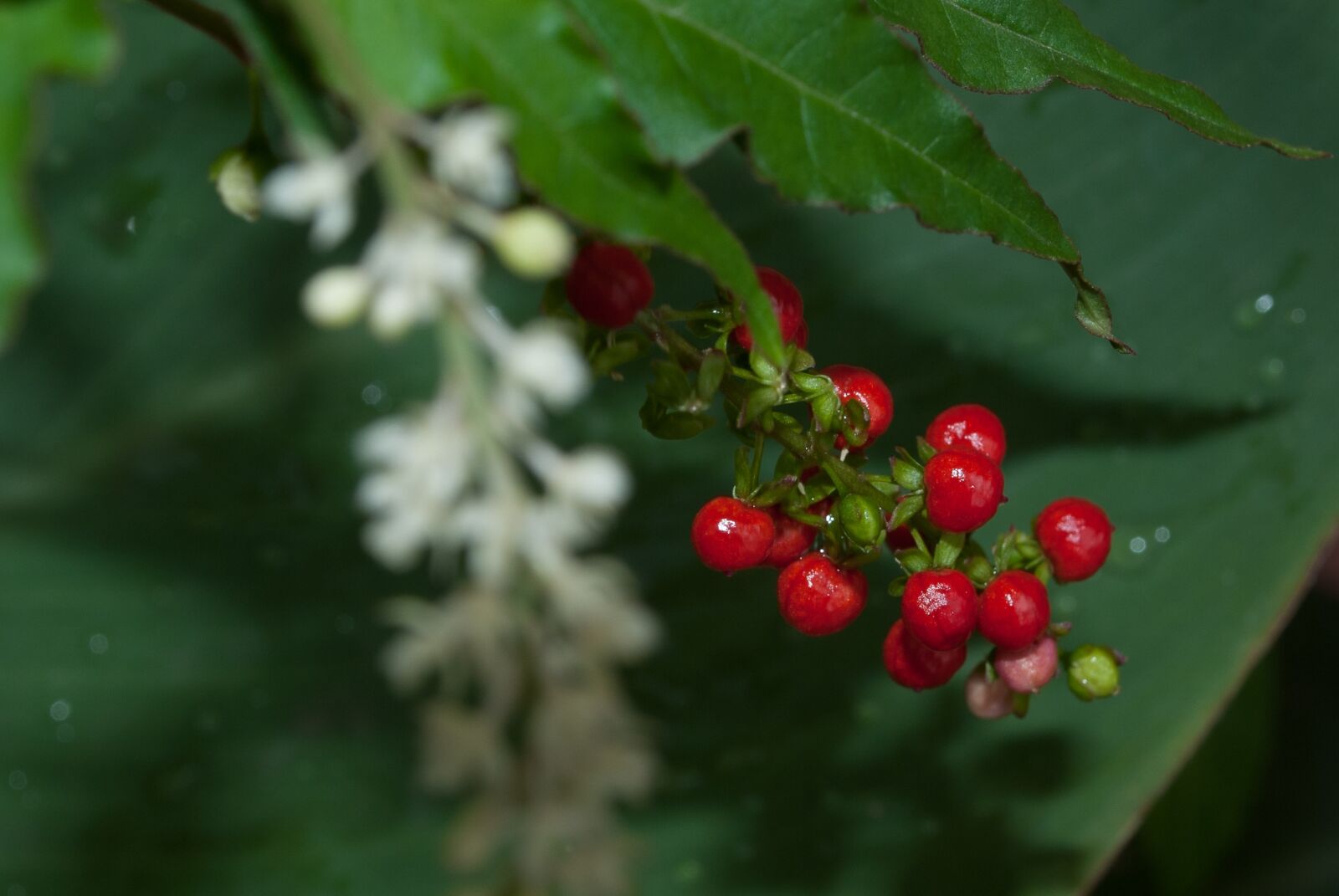 Nikon D60 sample photo. Red, plant, nature photography