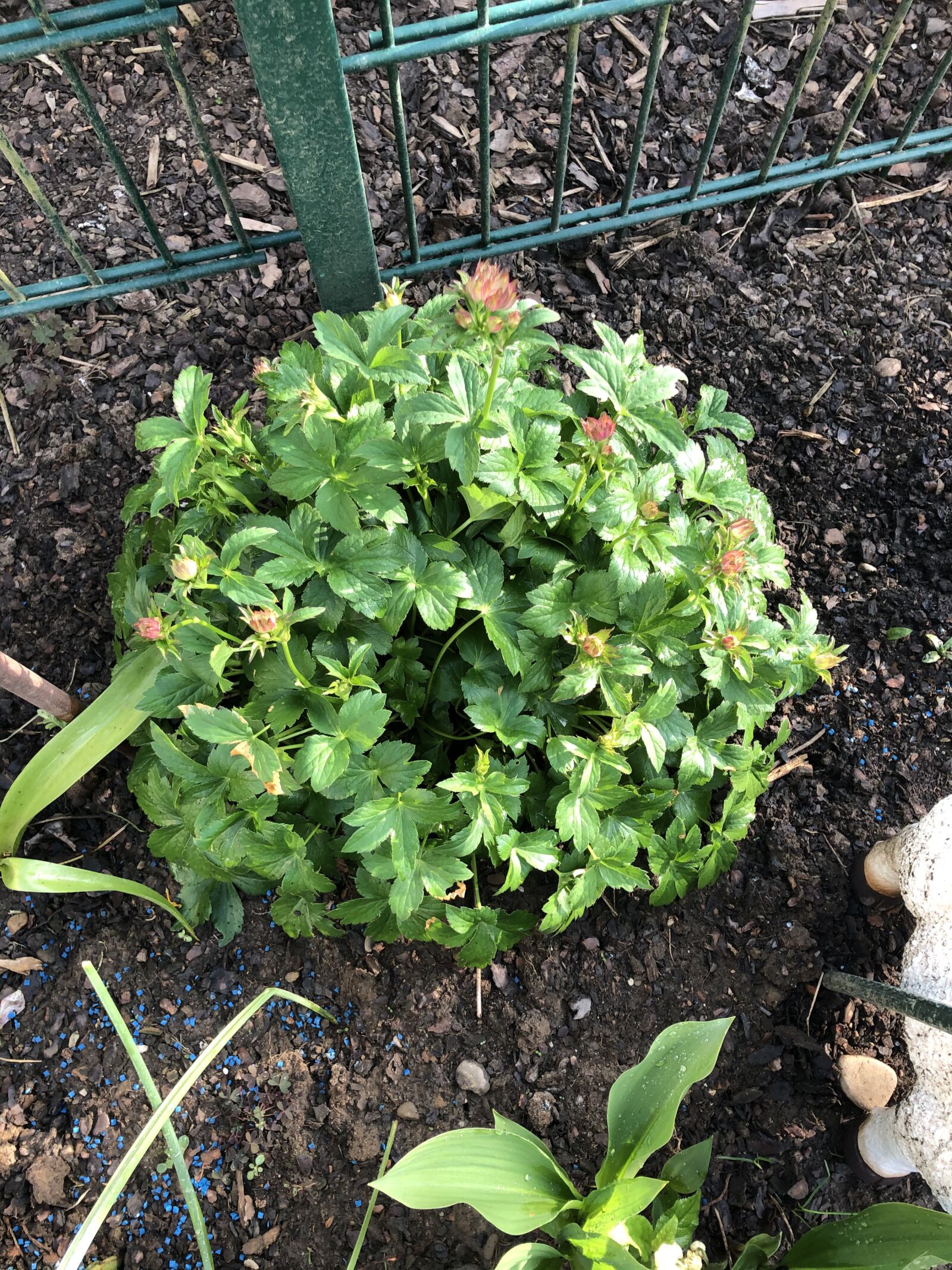 iPhone X back dual camera 4mm f/1.8 sample photo. Masterwort, shrub, garden photography