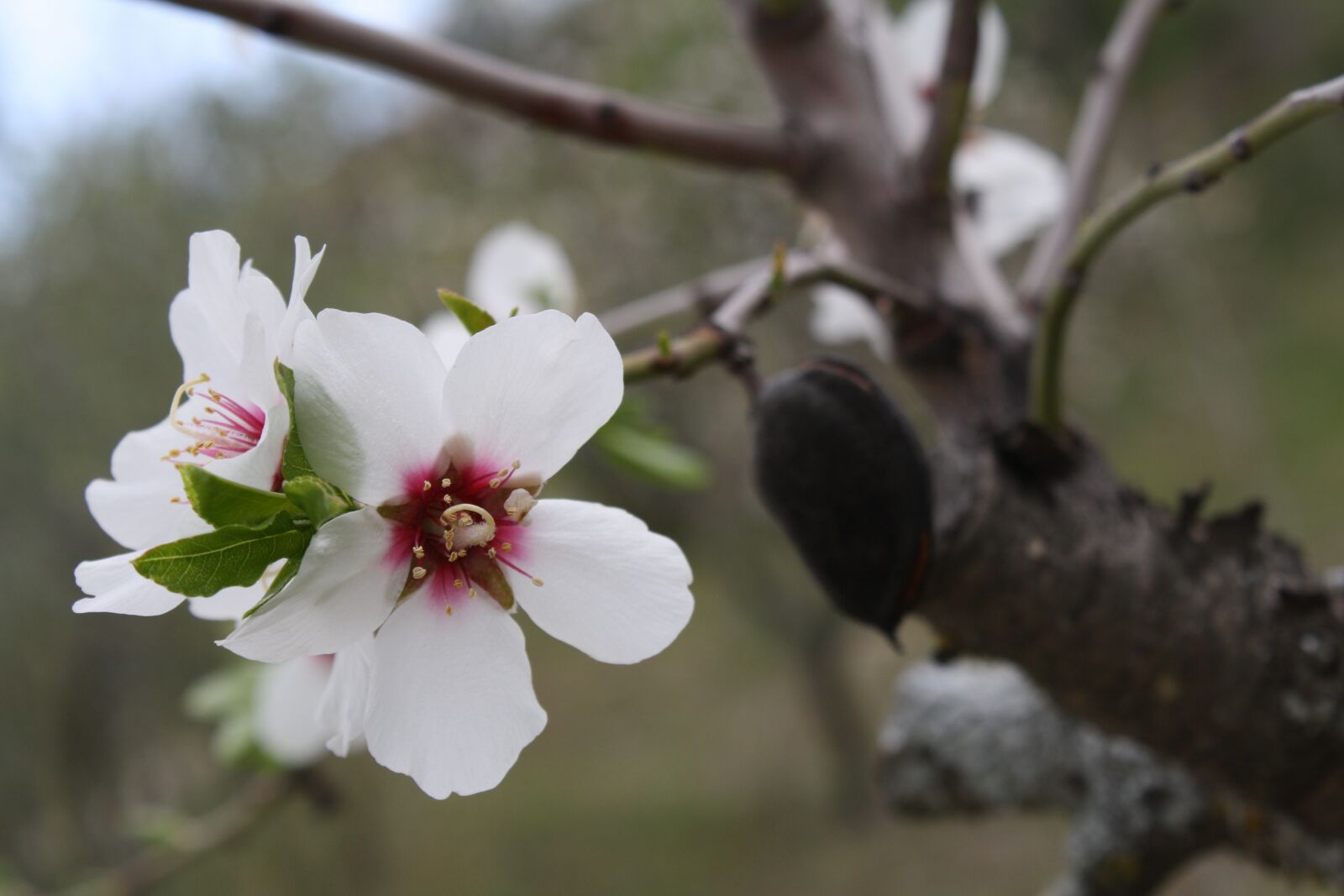 Canon EOS 1000D (EOS Digital Rebel XS / EOS Kiss F) sample photo. Almond, blossom, flowers photography