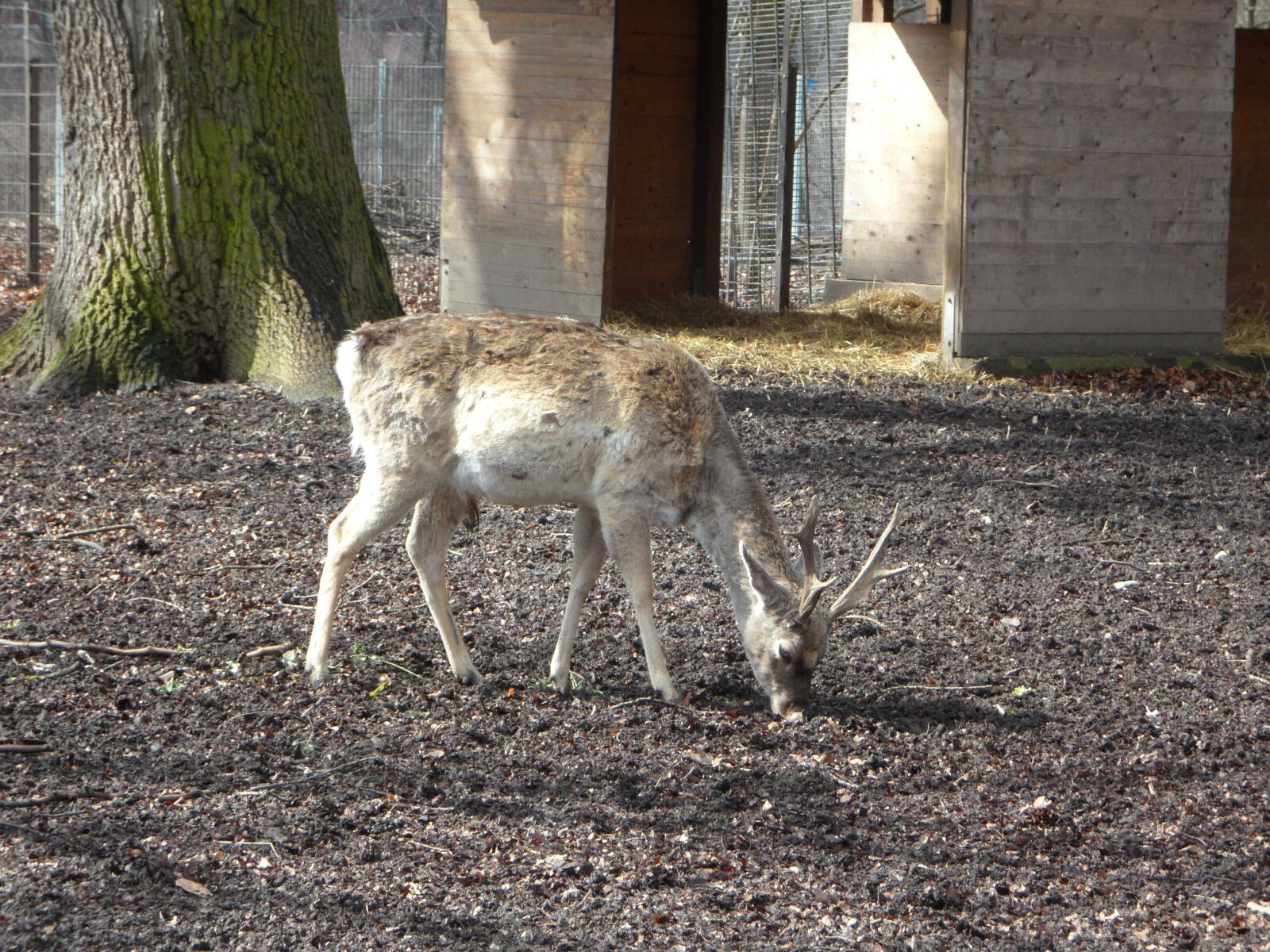 Samsung VLUU WB210, SAMSUNG WB210 sample photo. Wild, fallow deer, disguised photography