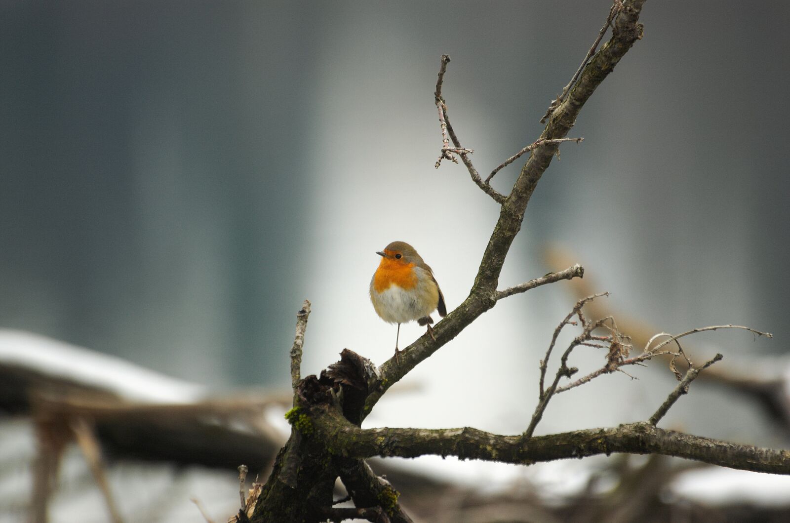 Nikon D70 sample photo. Robin, bird, small bird photography