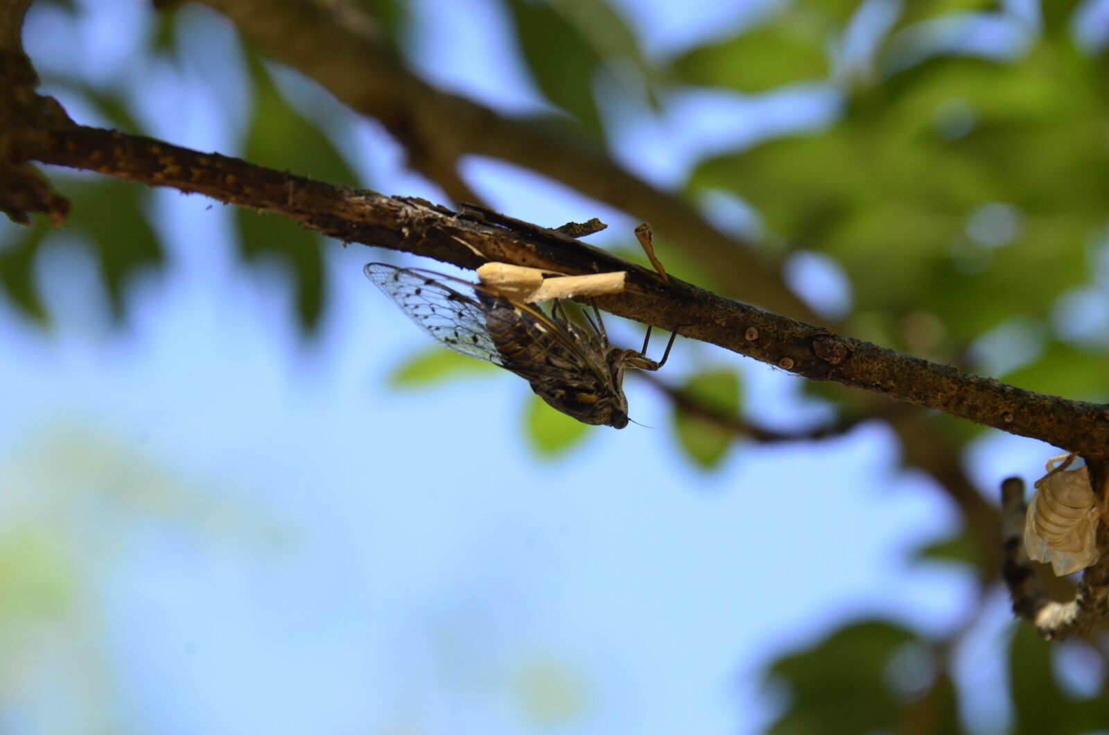 Nikon D7000 sample photo. Cicada, tree, insect photography