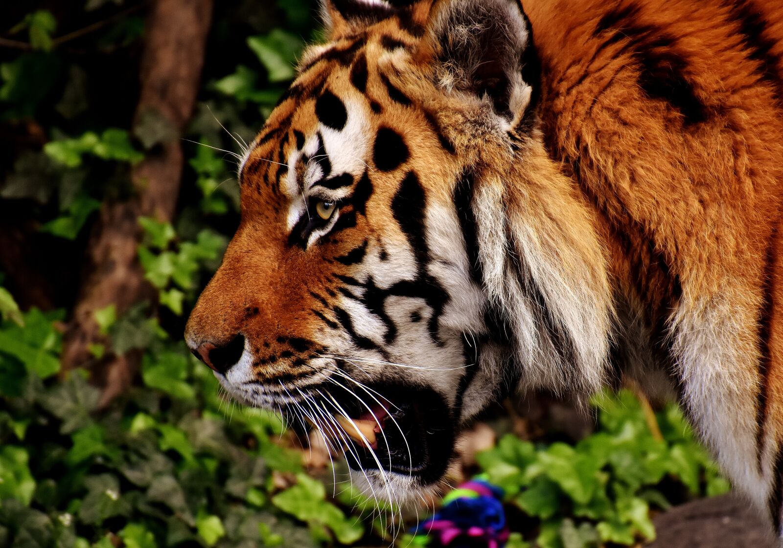 Nikon D7200 sample photo. Tiger, predator, fur photography