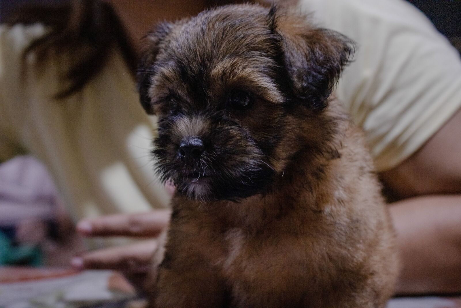Canon EOS 2000D (EOS Rebel T7 / EOS Kiss X90 / EOS 1500D) sample photo. Shih tzu, puppy, shih photography
