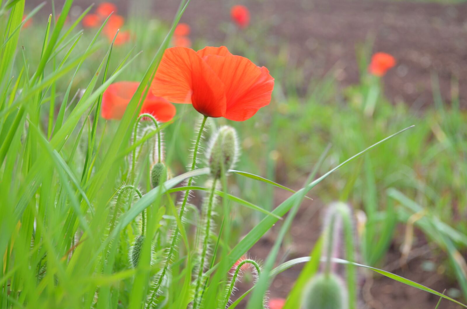 Nikon D5100 sample photo. Poppies, flowers, field photography