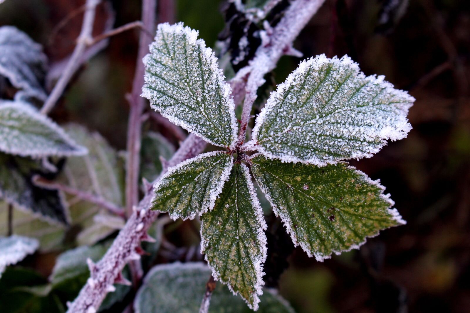 Canon EOS 700D (EOS Rebel T5i / EOS Kiss X7i) sample photo. Frost, leaves, cold photography