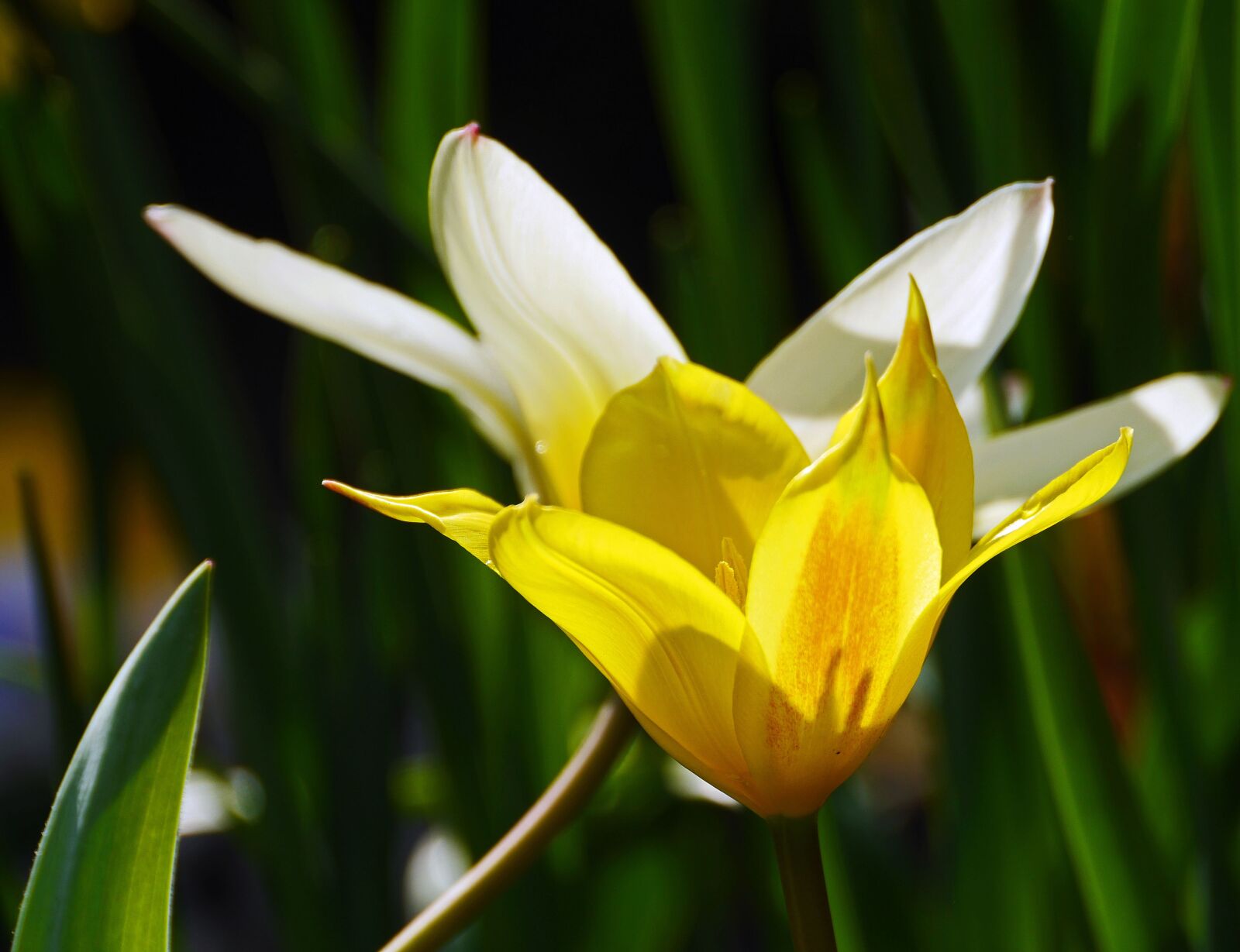 Panasonic Lumix DMC-GH3 sample photo. Tulips, flowers, yellow photography