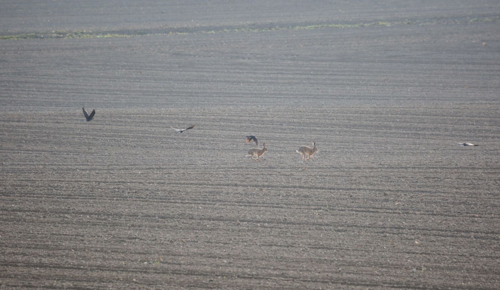 Canon EF 100-400mm F4.5-5.6L IS USM sample photo. Rabbit, field, dig photography