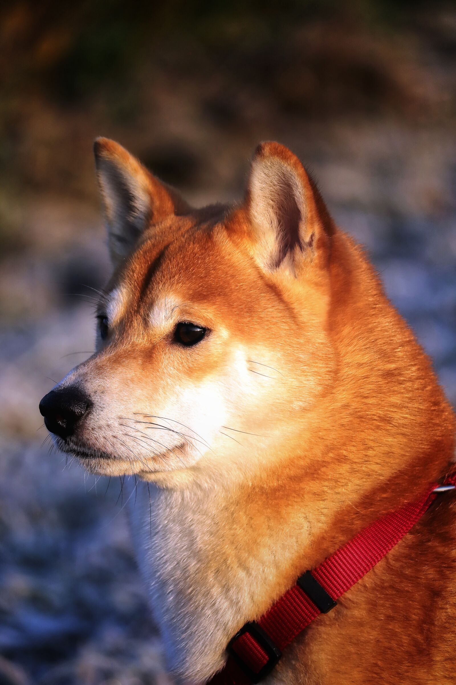 Canon EOS 200D (EOS Rebel SL2 / EOS Kiss X9) sample photo. Shiba, portrait, dog photography