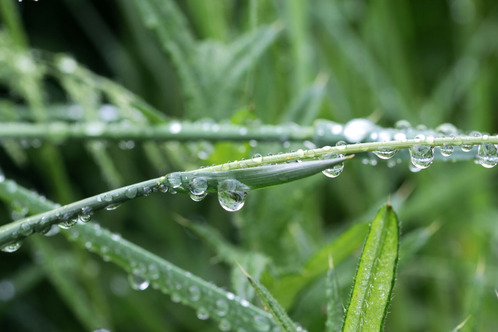 Canon EOS 650D (EOS Rebel T4i / EOS Kiss X6i) sample photo. Blade of grass, grass photography