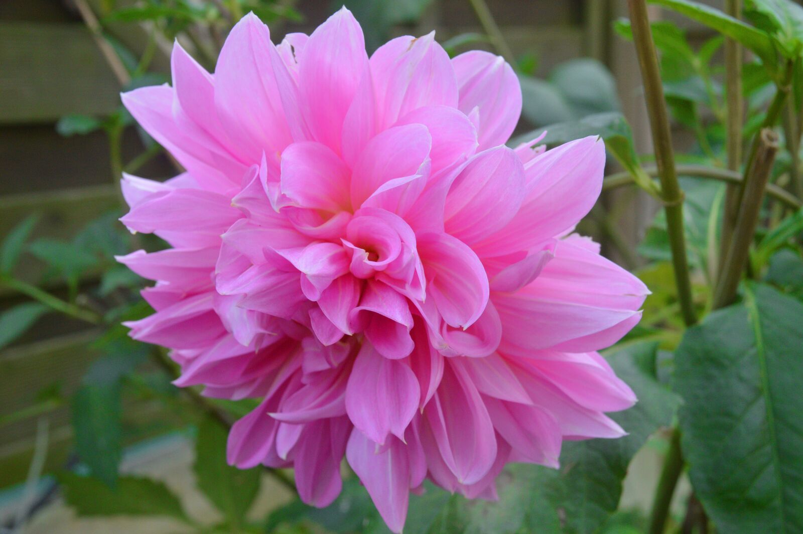 Nikon D3200 sample photo. Dahlie, pink, blüte photography