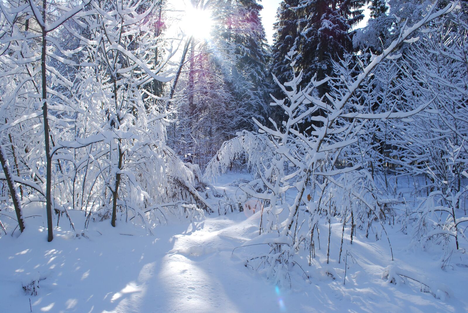 Nikon D60 sample photo. Forest, winter, russia photography