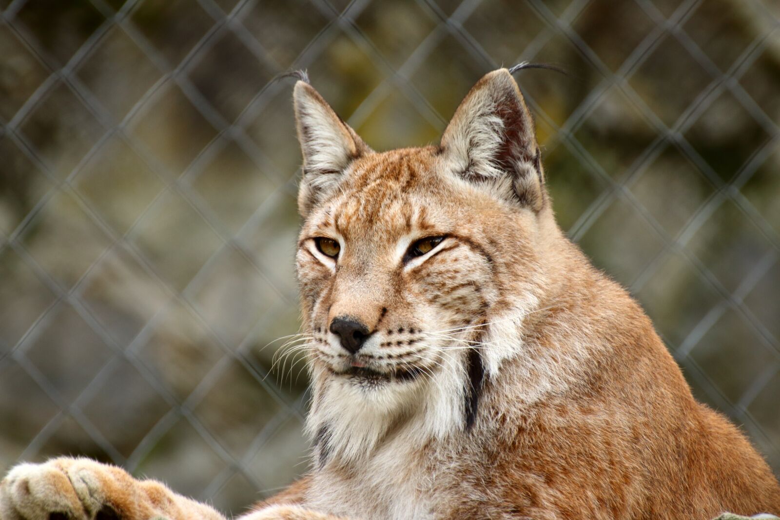 Canon EOS 70D sample photo. Lynx, bobcat, animal photography