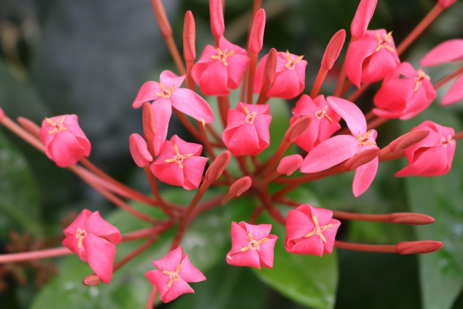 Canon EOS 750D (EOS Rebel T6i / EOS Kiss X8i) sample photo. Flowers, red, pink photography
