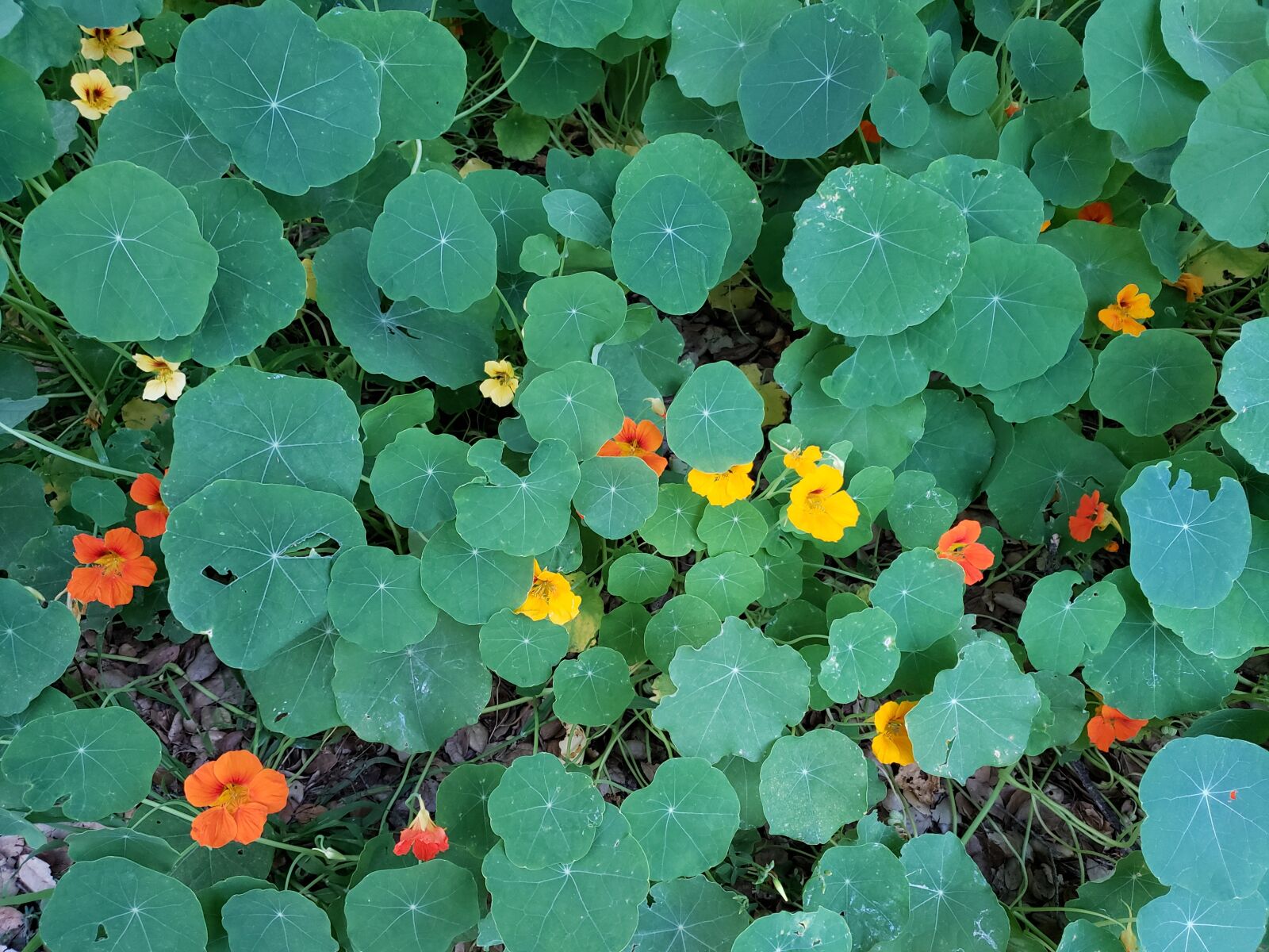 Samsung Galaxy Note9 sample photo. Flowers, green leaves, summer photography