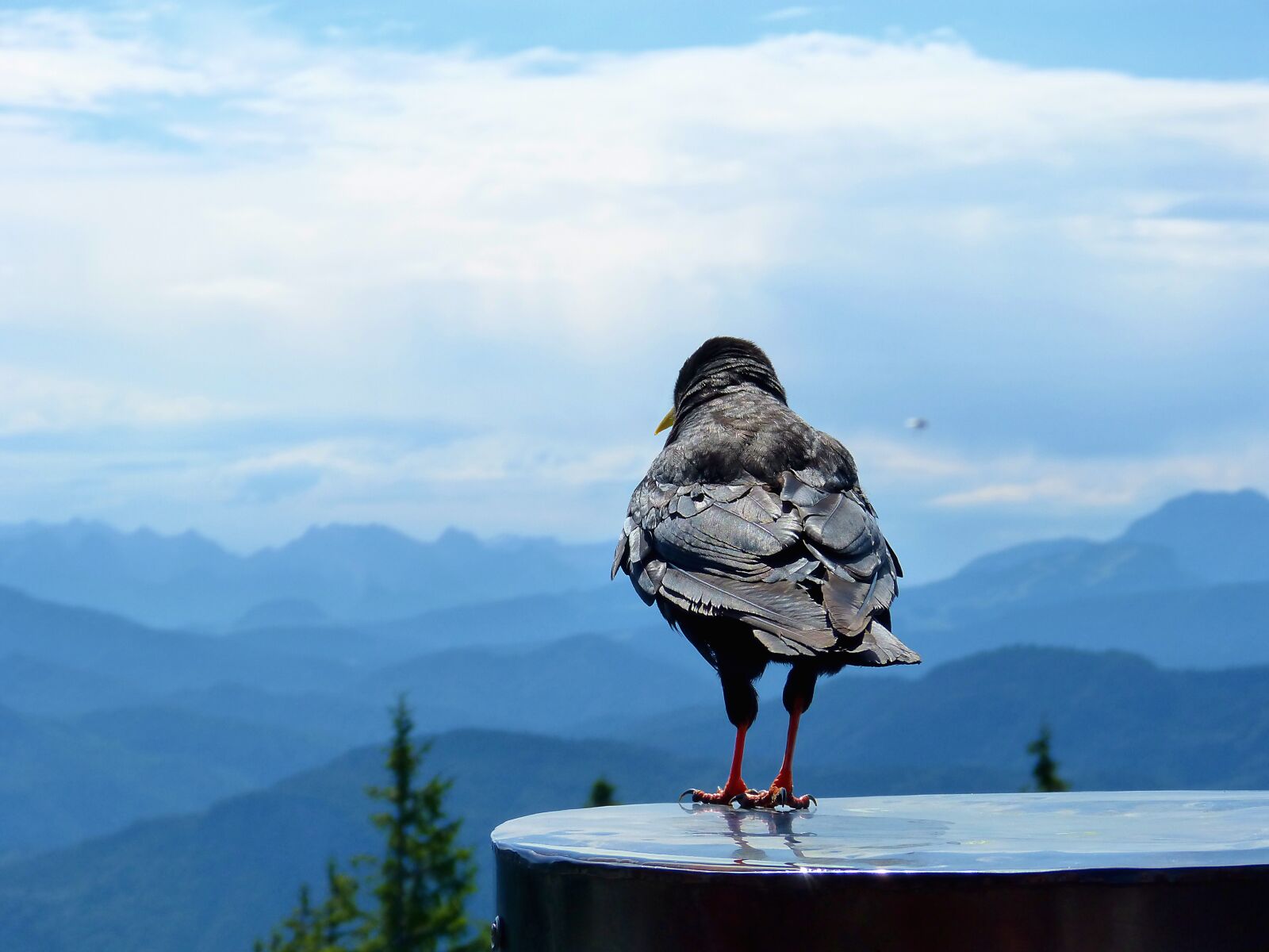 Panasonic DMC-FZ62 sample photo. Bird, landscape, sky photography