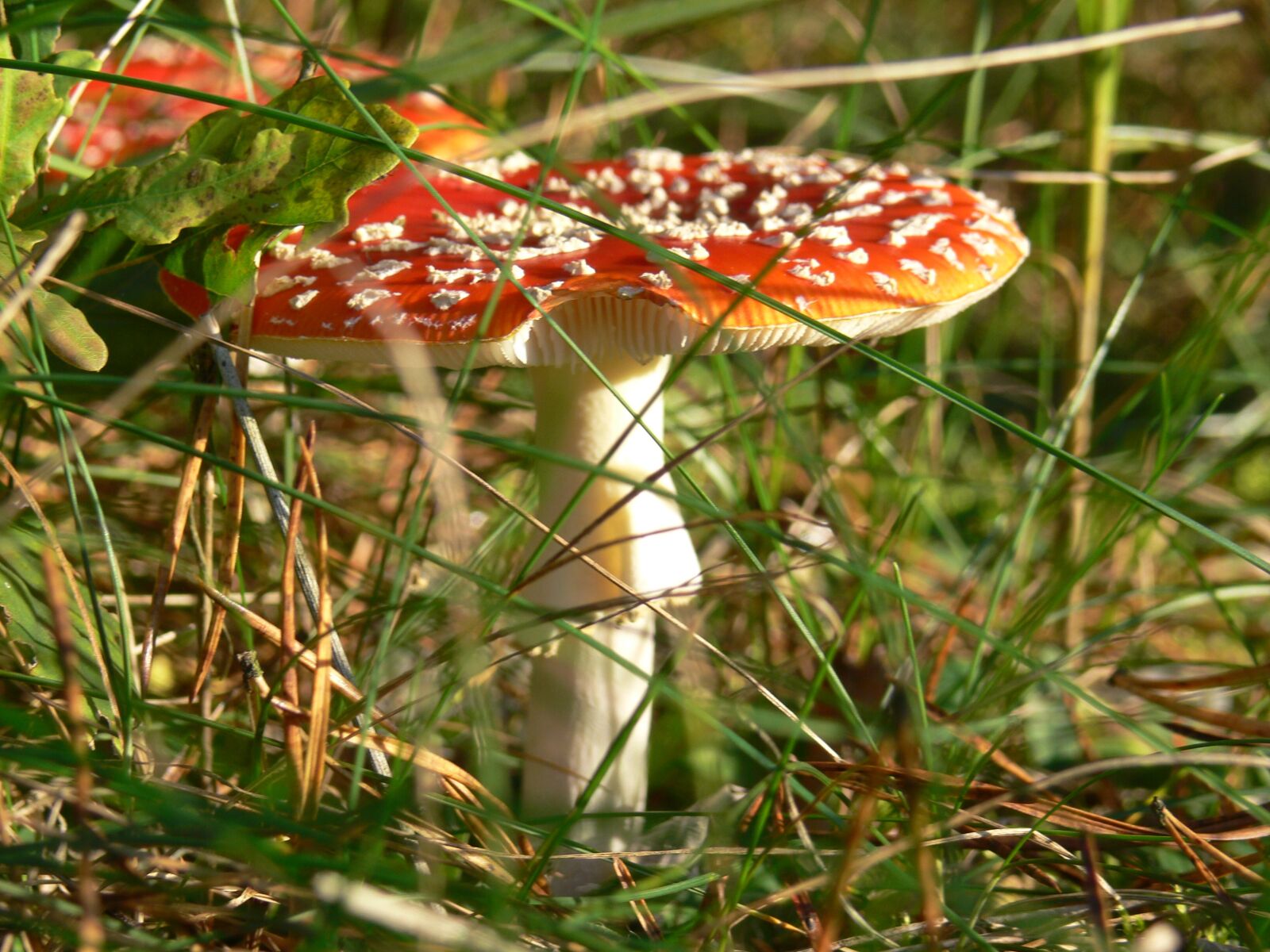 Panasonic DMC-FZ30 sample photo. Toadstool, mushroom, nature photography