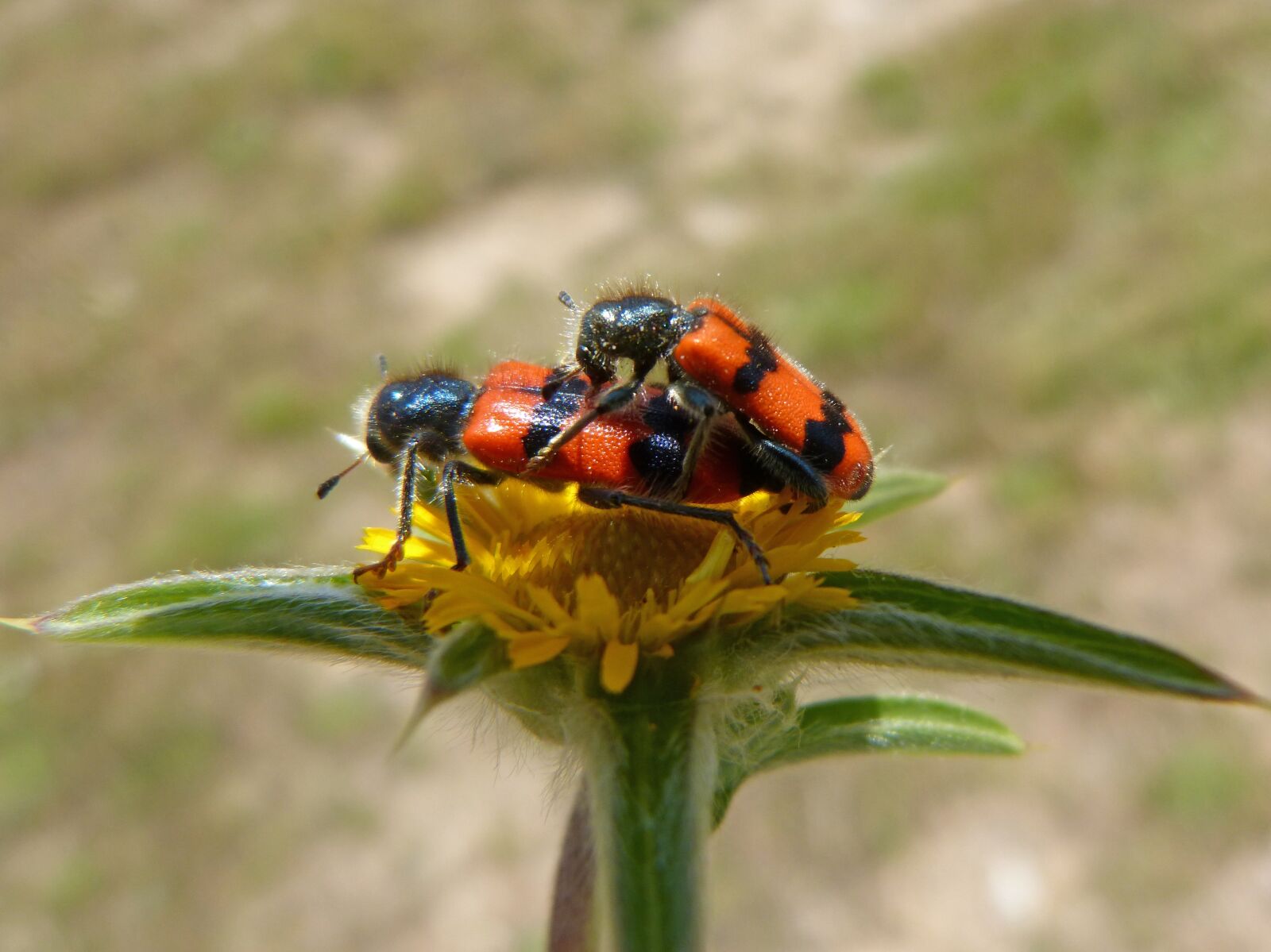 Panasonic DMC-FZ62 sample photo. Trichodes apiarius, coleoptera, beetle photography