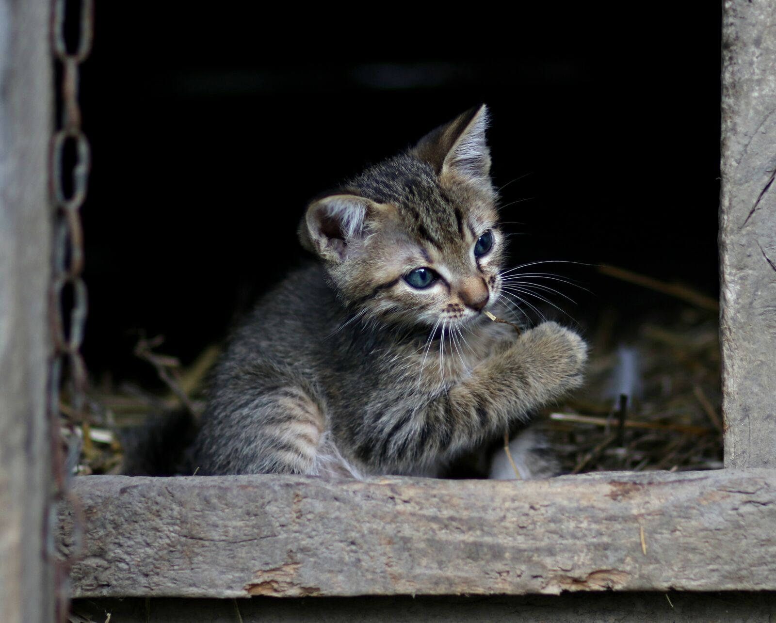 Canon EF 85mm F1.8 USM sample photo. Cat, play, small photography