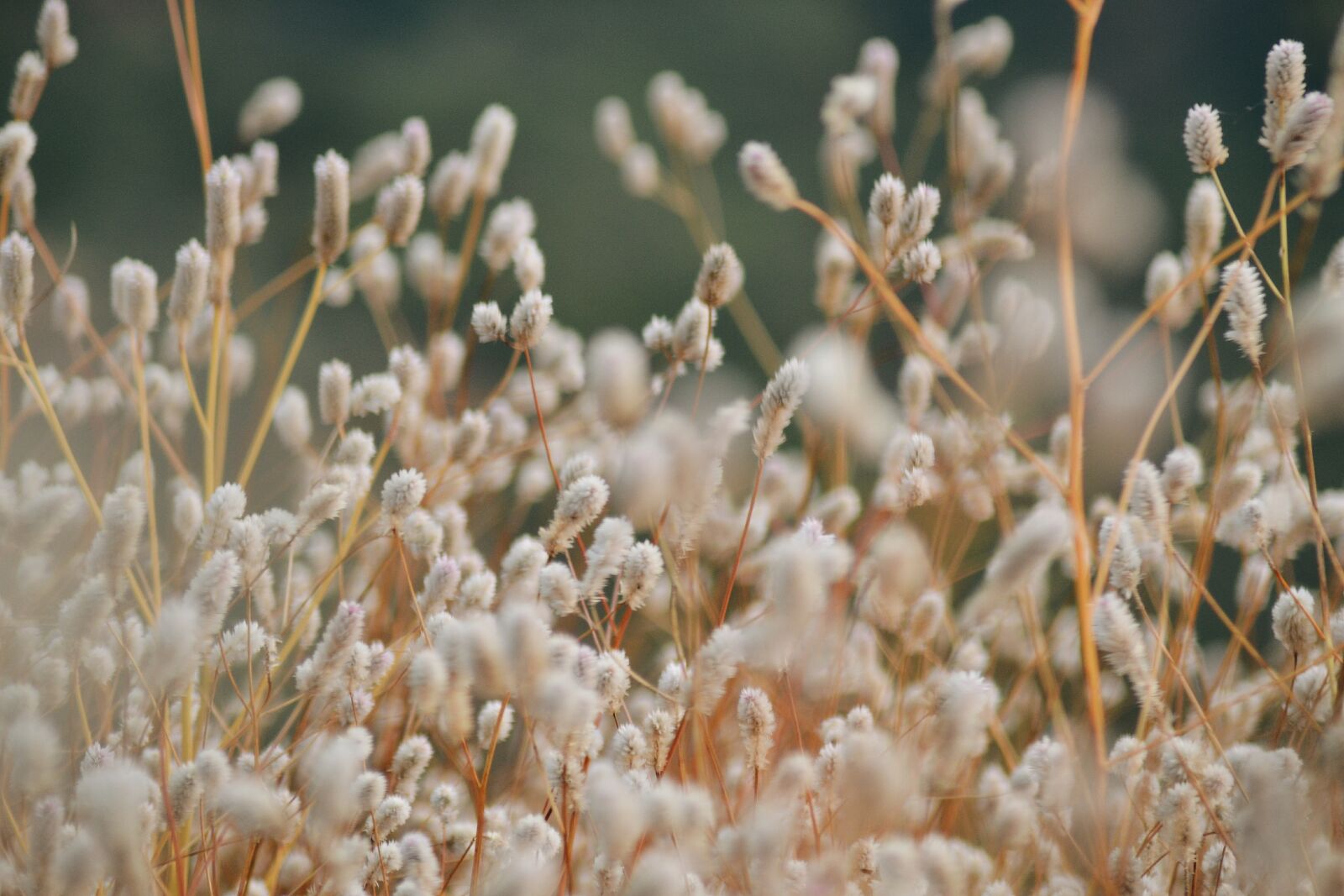 Nikon D3100 sample photo. Nature, plant, season photography