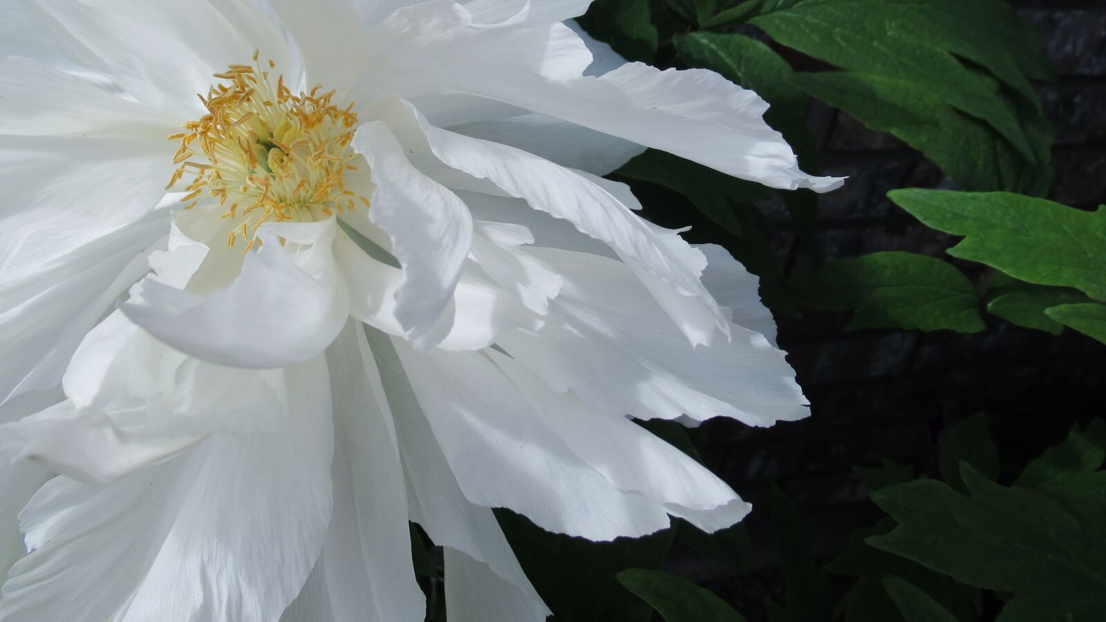 Canon PowerShot SX620 HS sample photo. White peony, flower, peony photography
