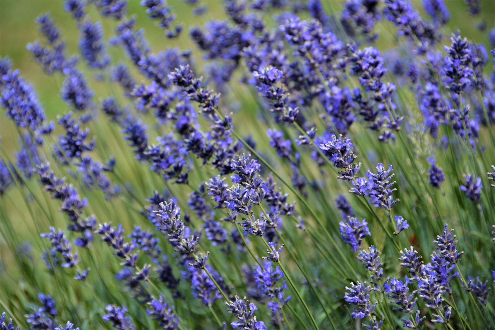 Nikon D7100 sample photo. Flower, nature, lavender photography