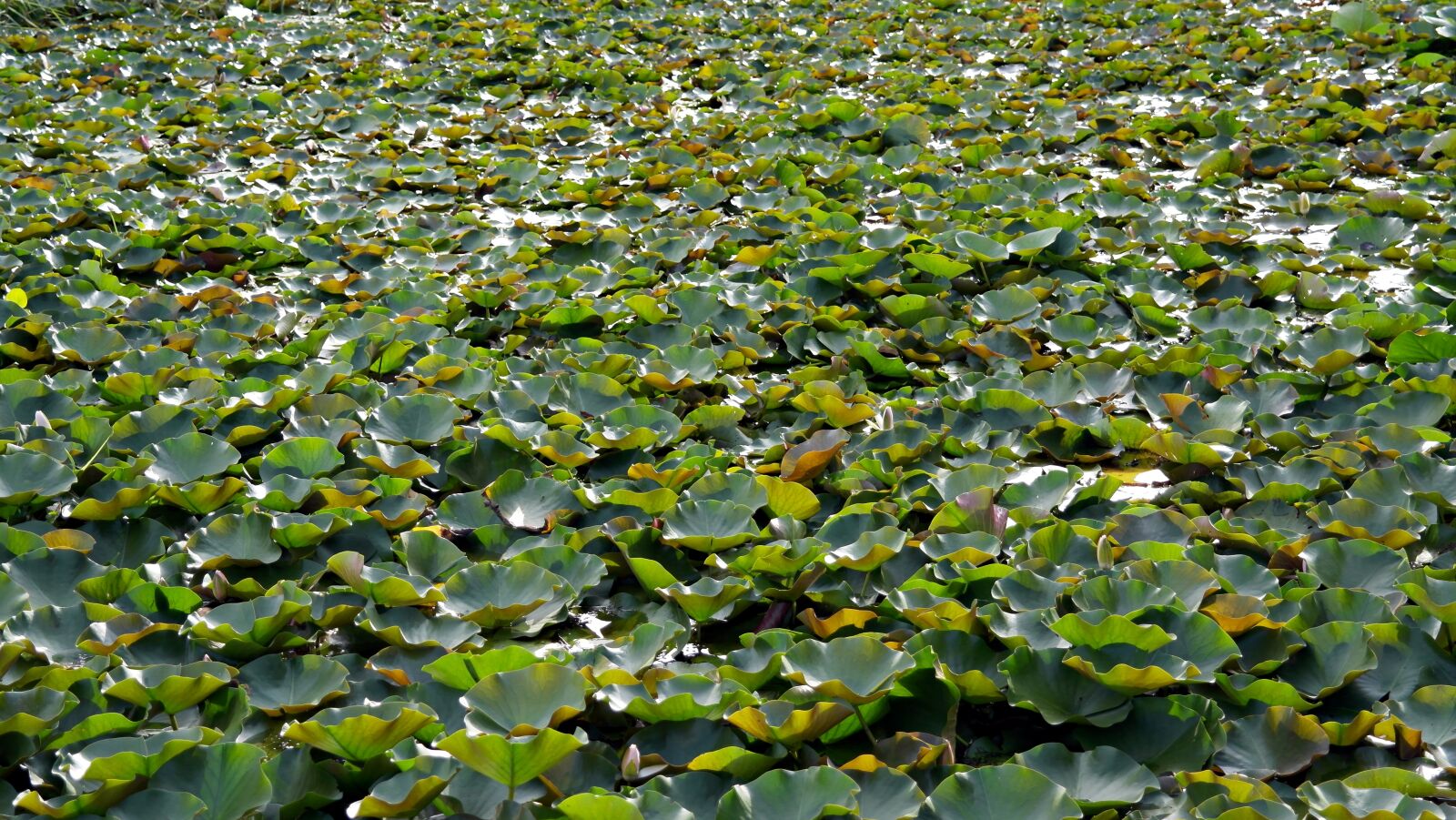 Samsung NX200 sample photo. Pond, lotus, pond plants photography