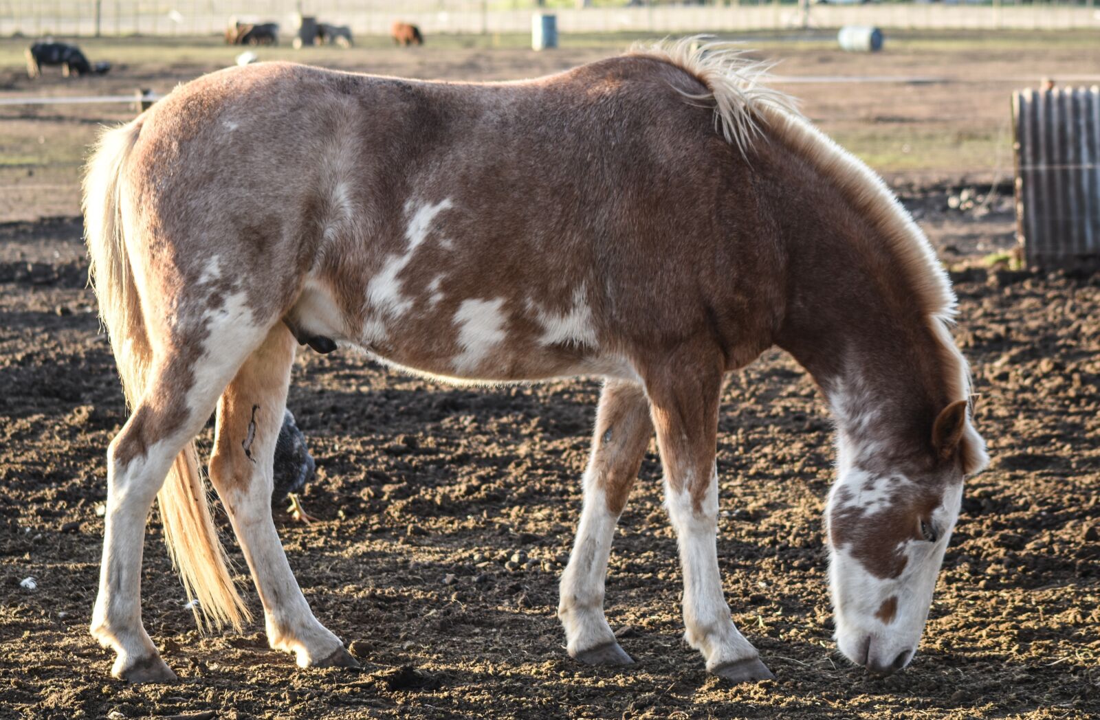 Nikon D5500 sample photo. Equine, animal, four legged photography