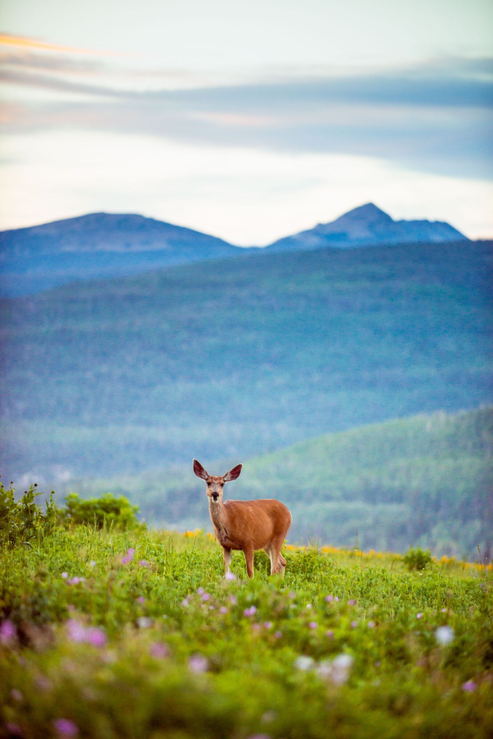 Nikon D800 sample photo. Deer, mountains, wildlife photography