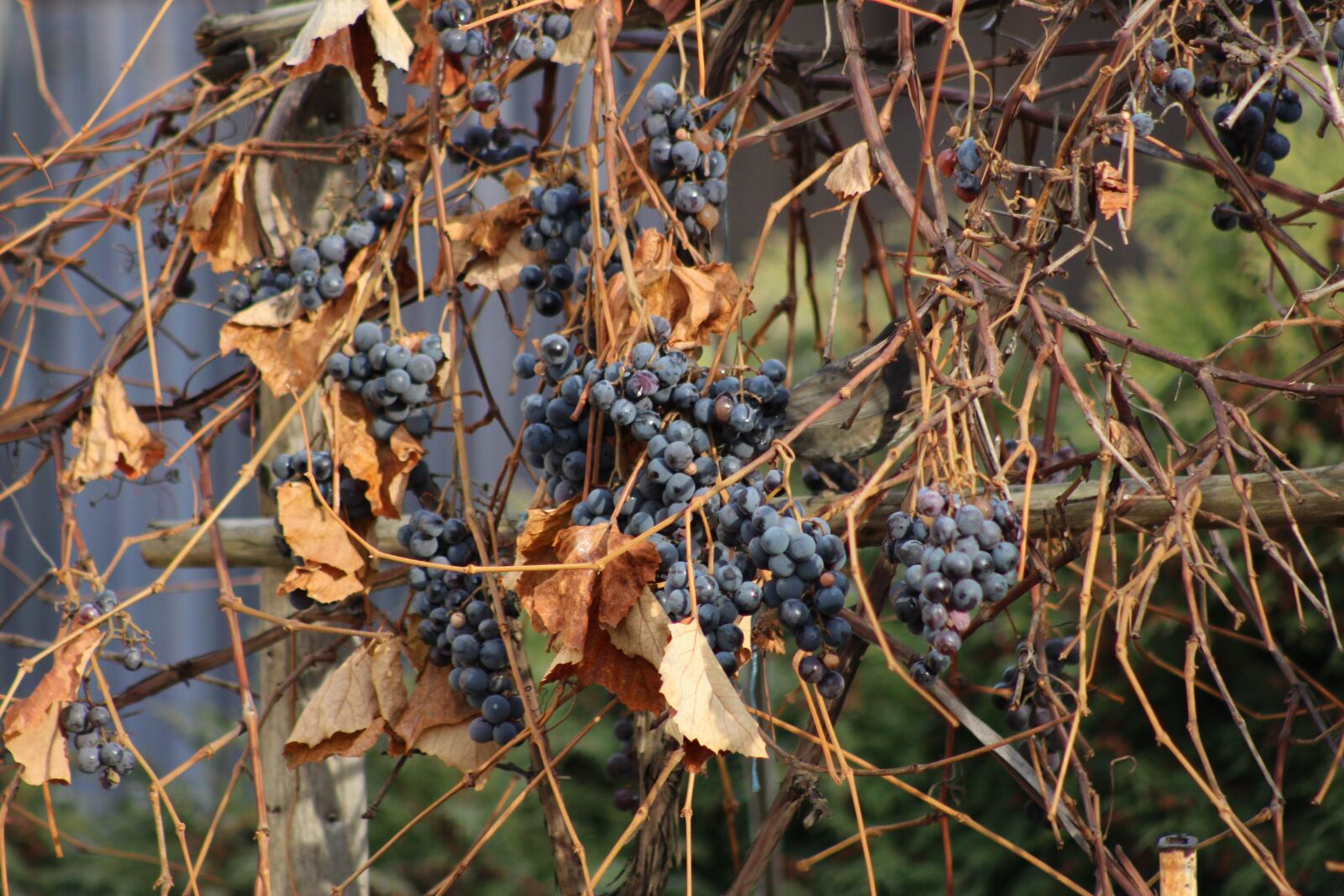 Canon EOS 100D (EOS Rebel SL1 / EOS Kiss X7) + Canon EF 75-300mm f/4-5.6 sample photo. The grapes, autumn, leaves photography