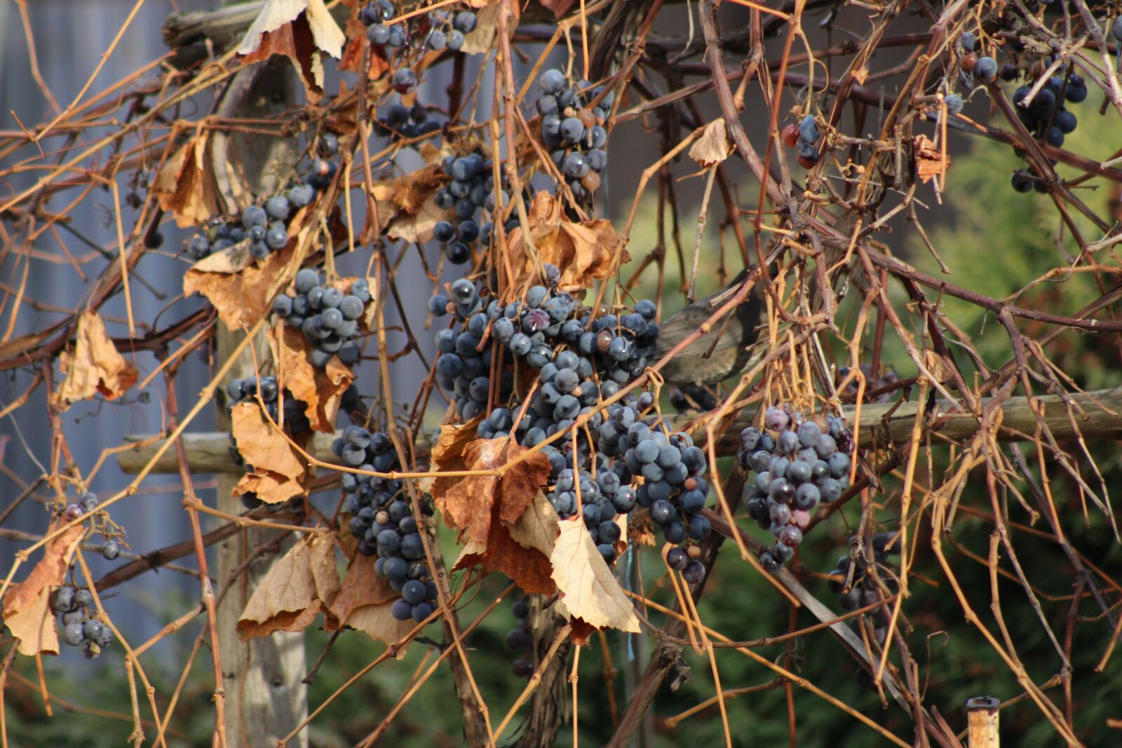 Canon EF 75-300mm f/4-5.6 sample photo. The grapes, autumn, leaves photography
