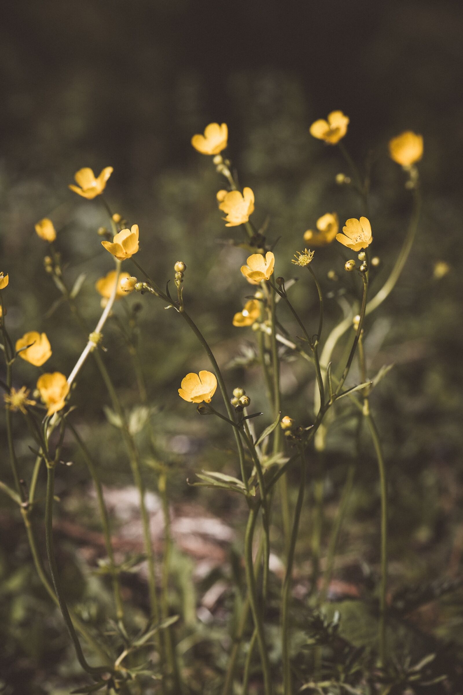 Nikon D750 sample photo. Buttercup, ranunculus, arable-buttercup photography
