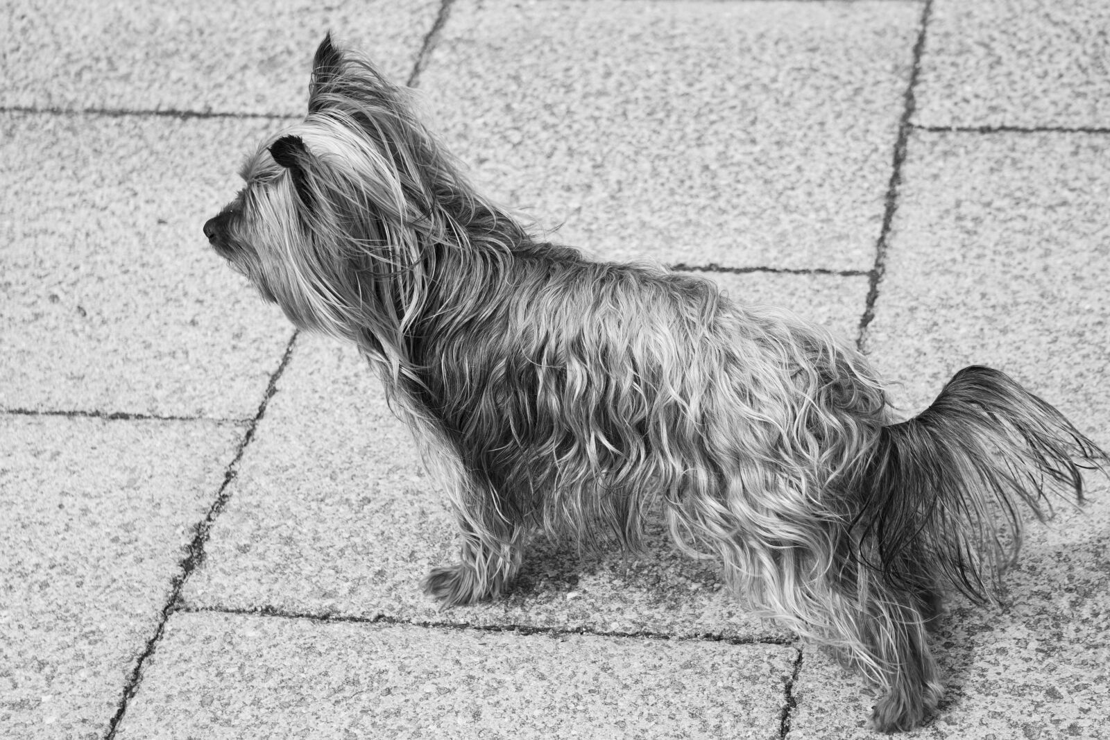 Sony E 55-210mm F4.5-6.3 OSS sample photo. Dog, yorkshire, small dog photography