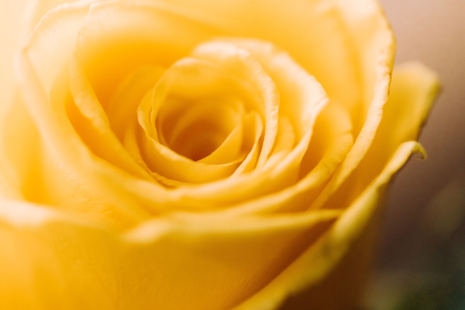Sony a7 II sample photo. Rose, yellow, flower photography